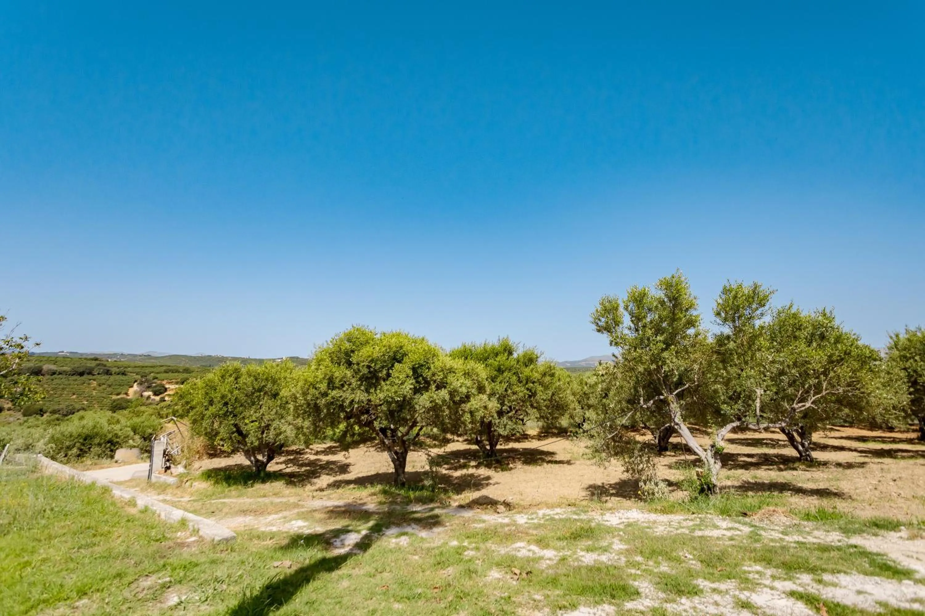 Spring in Rose of Crete