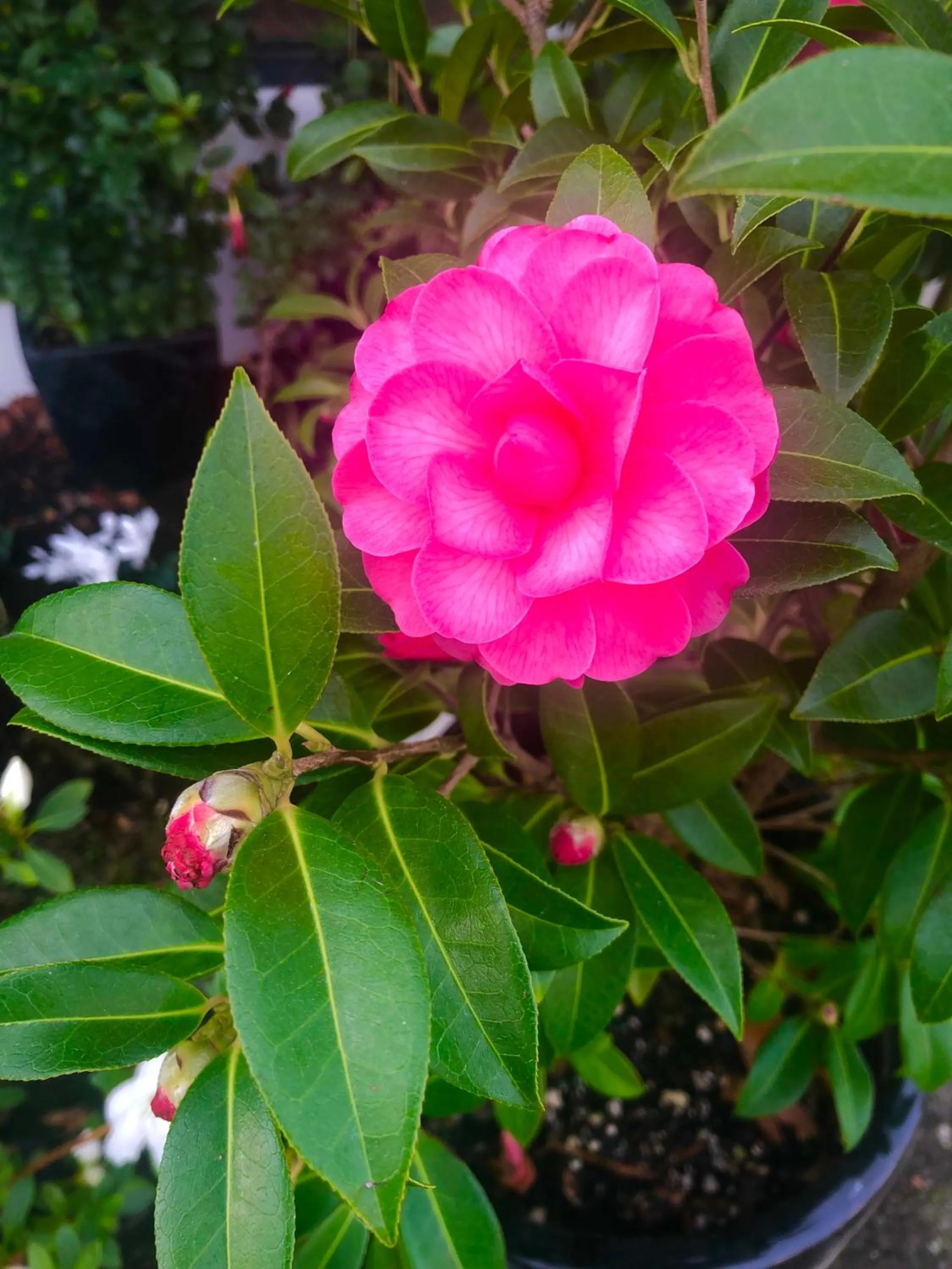 Garden in Hacienda Motor Lodge