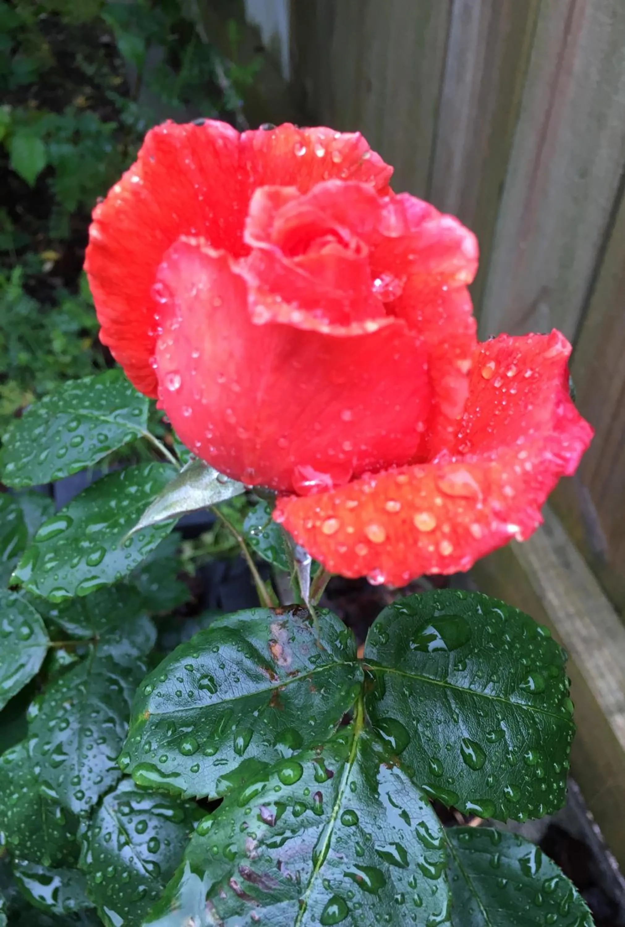 Garden in Hacienda Motor Lodge