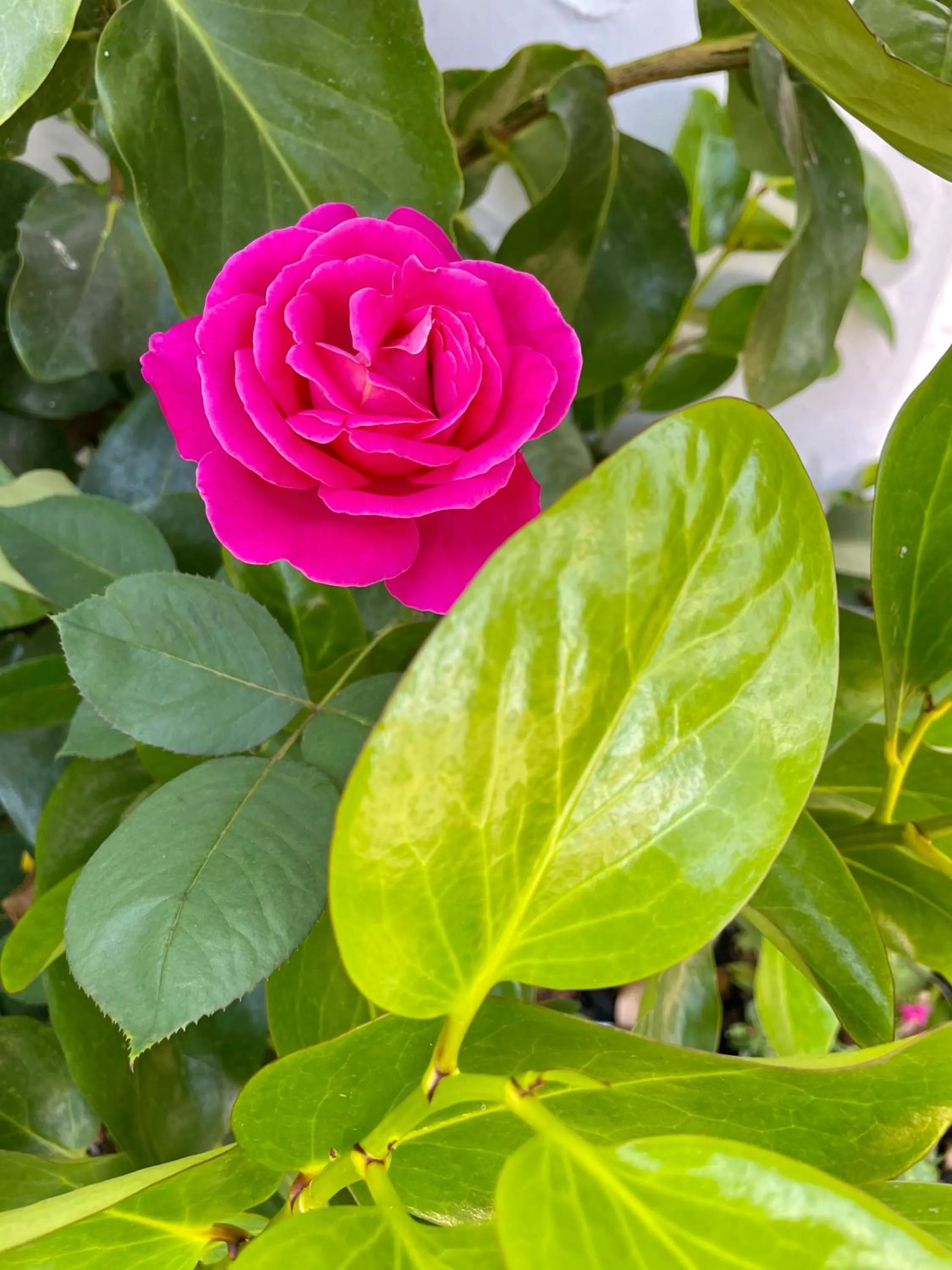 Garden in Hacienda Motor Lodge
