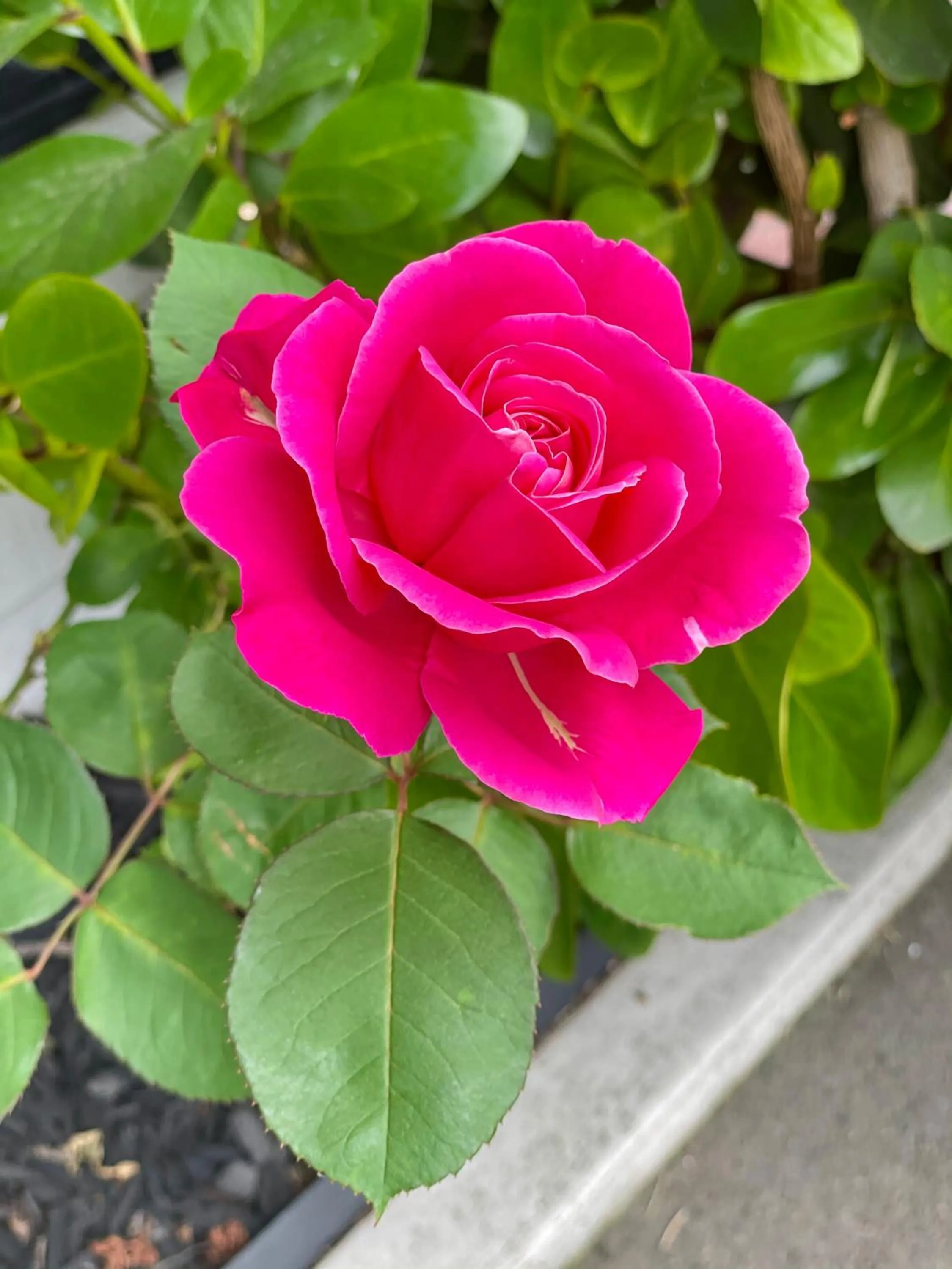 Garden in Hacienda Motor Lodge