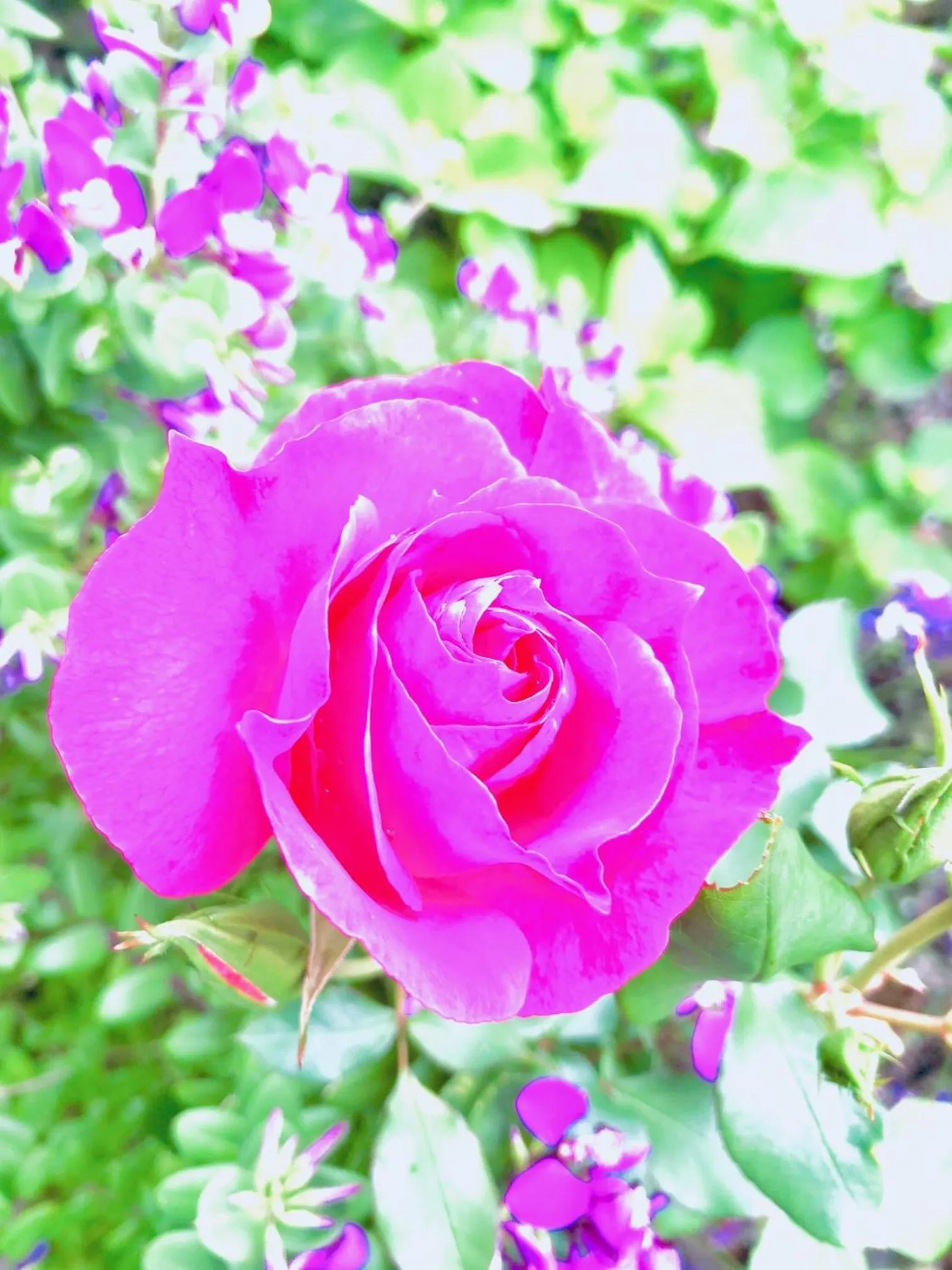 Garden in Hacienda Motor Lodge