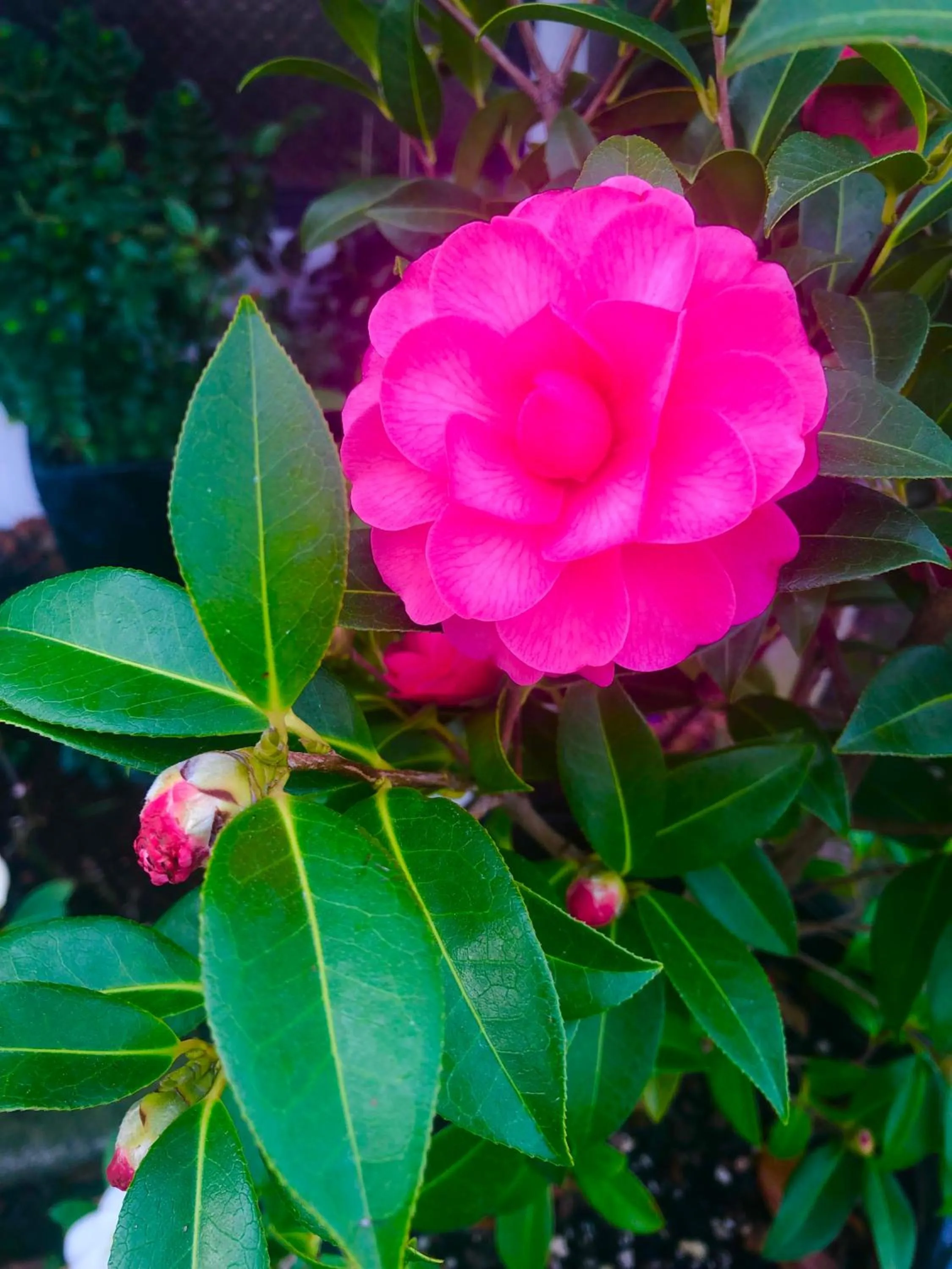 Garden in Hacienda Motor Lodge