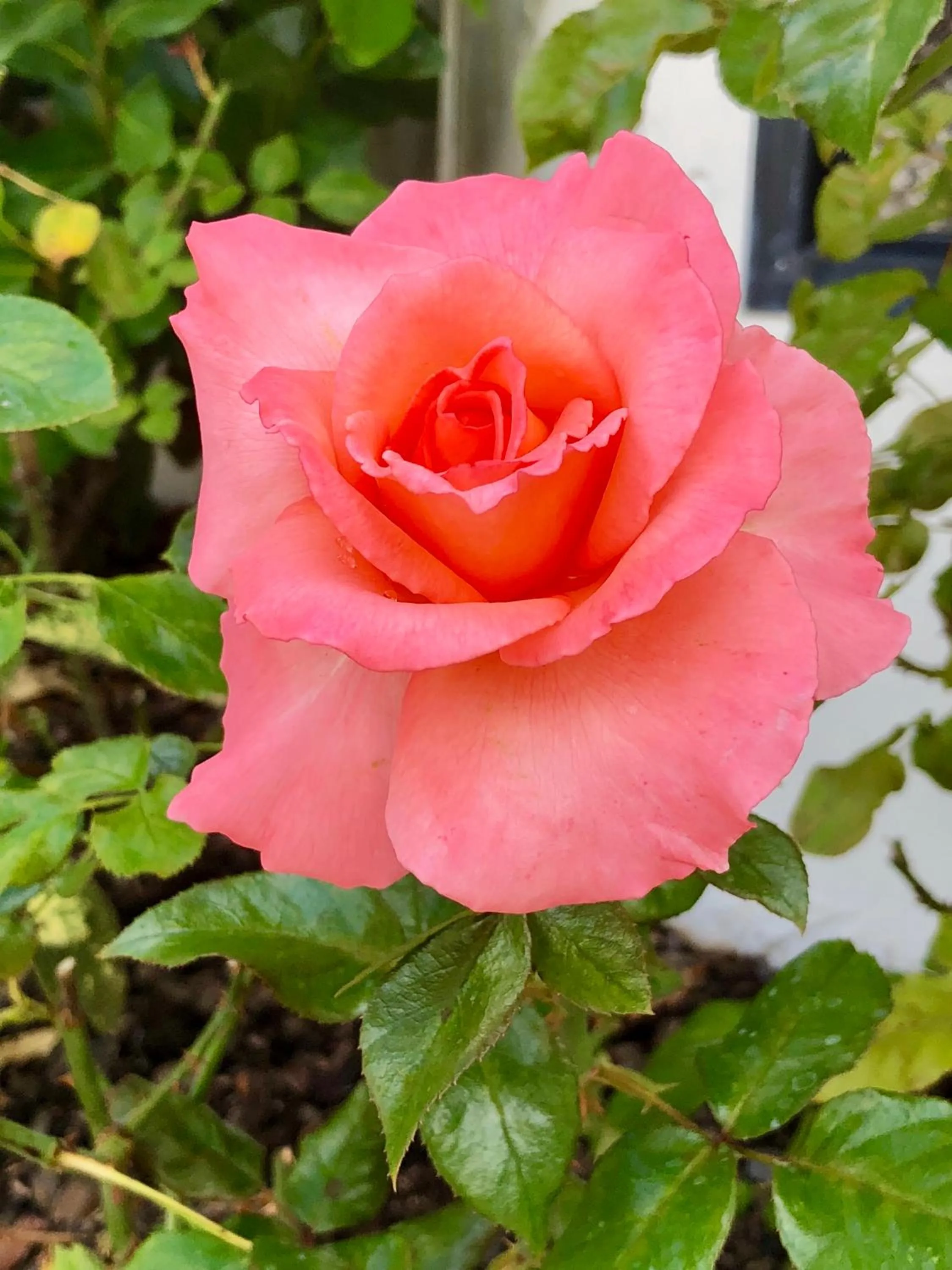 Garden in Hacienda Motor Lodge