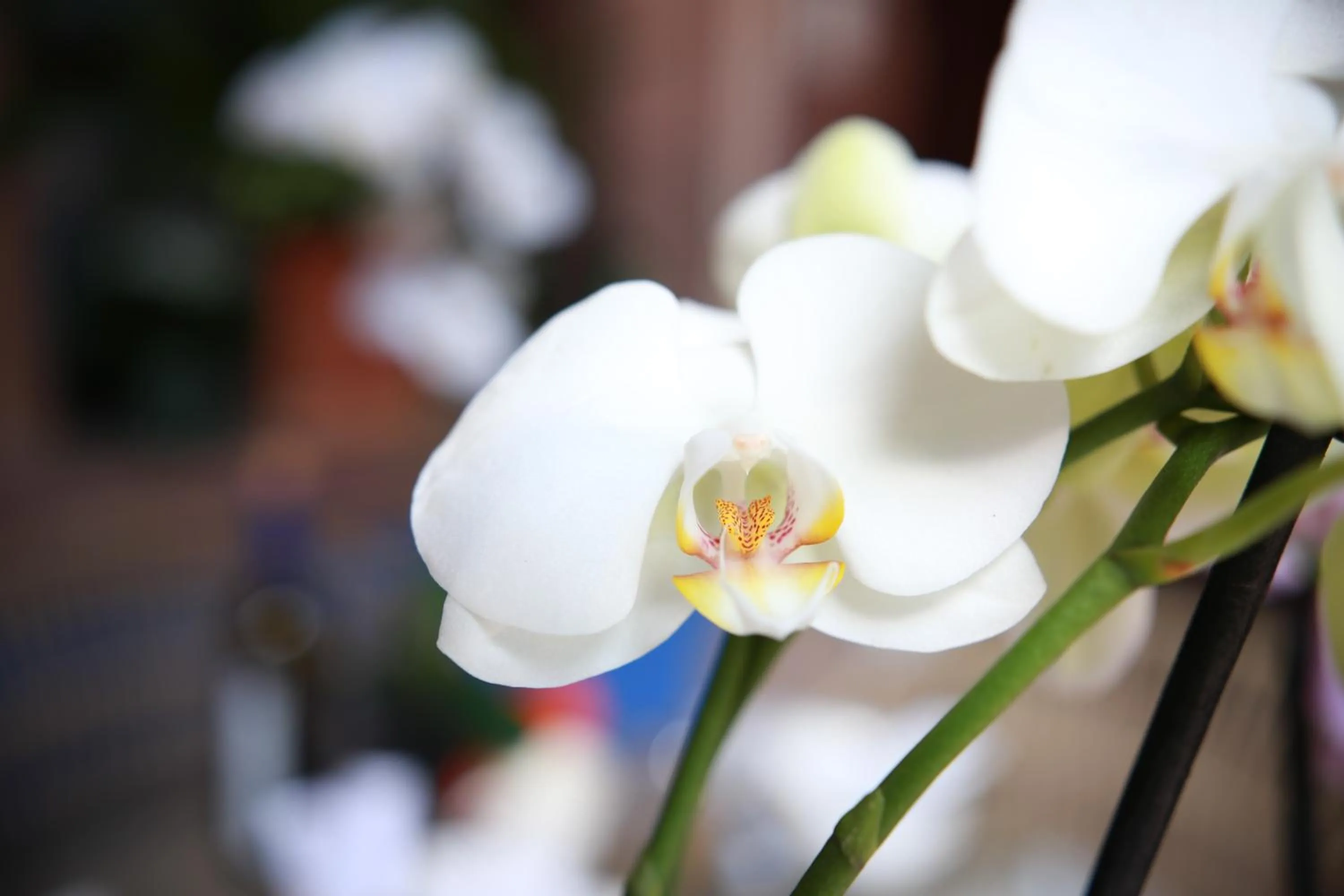 Decorative detail in Concepción Hotel Boutique - Adults Only