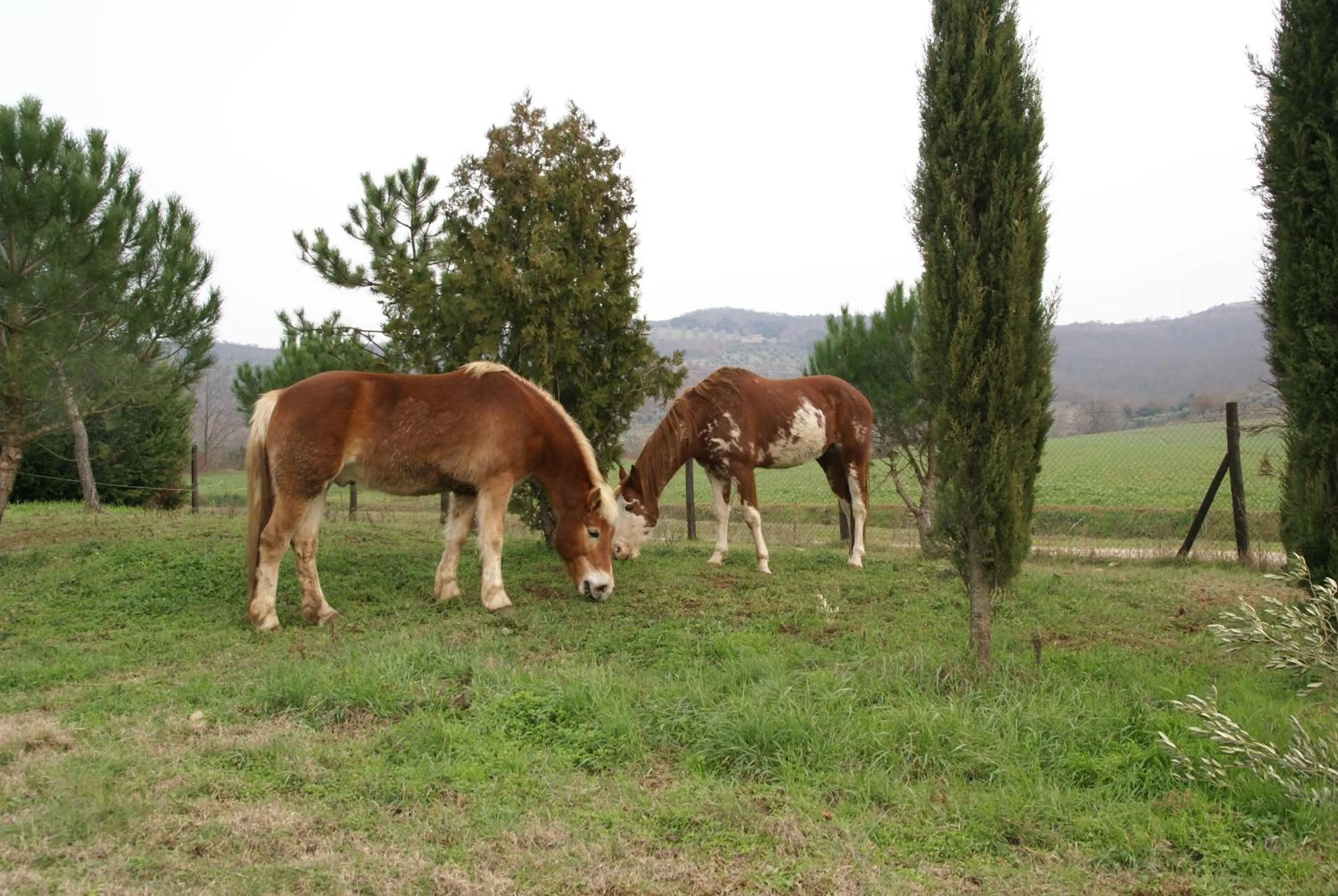 Animals in La Casa Di Campagna