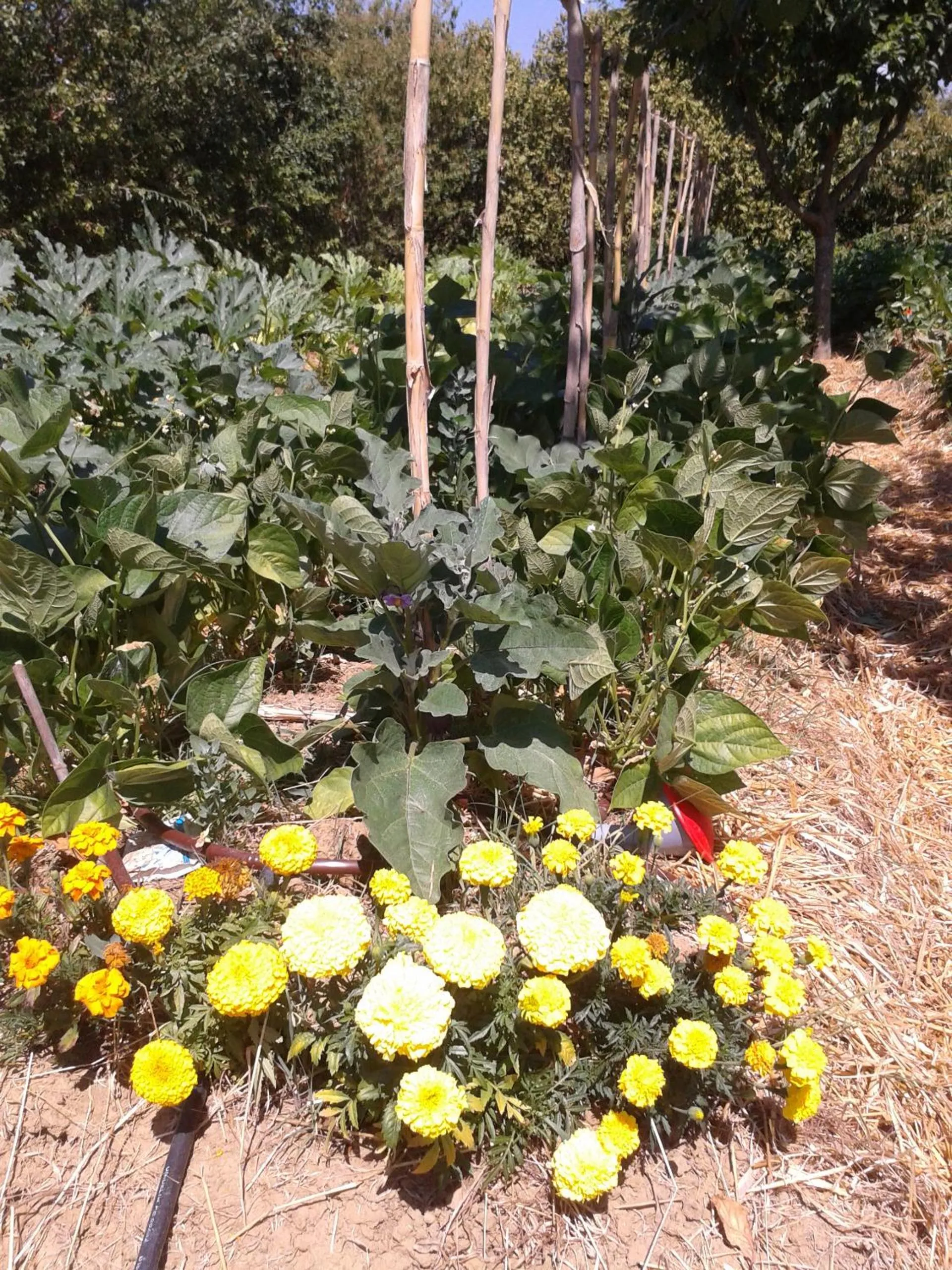 Summer in La Casa Di Campagna