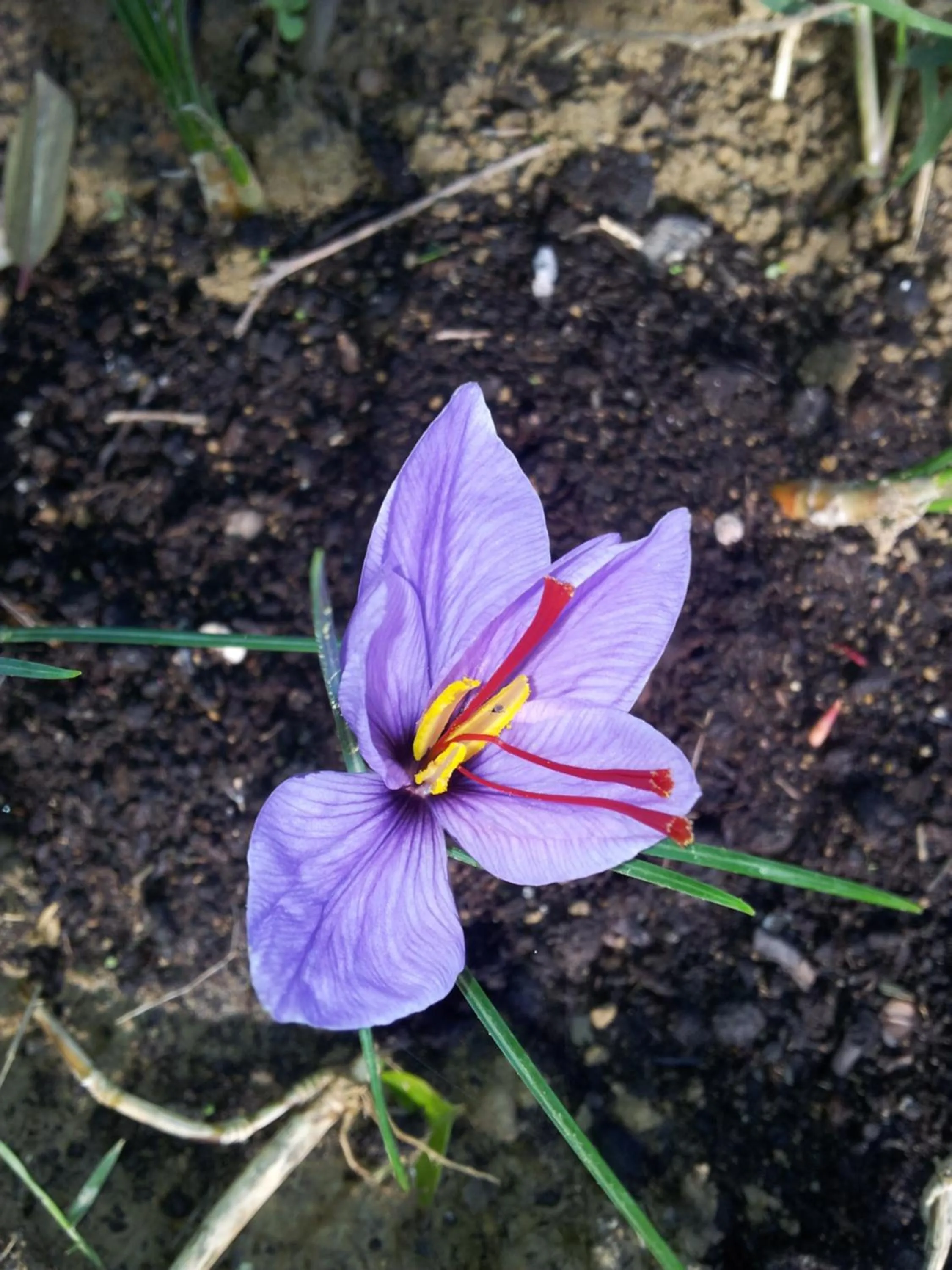 Garden view in La Casa Di Campagna