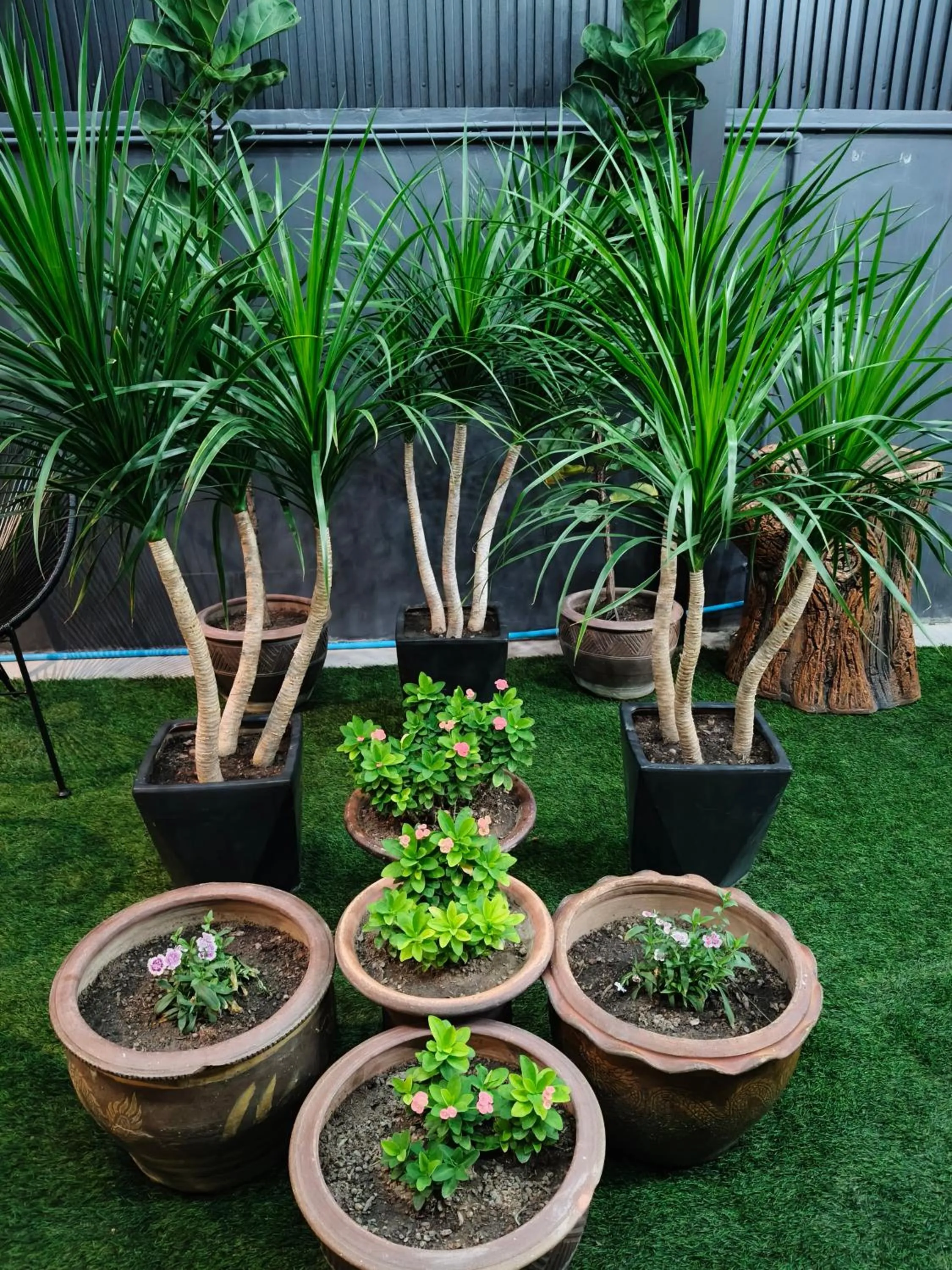 Garden in Icon Hotel Hatyai