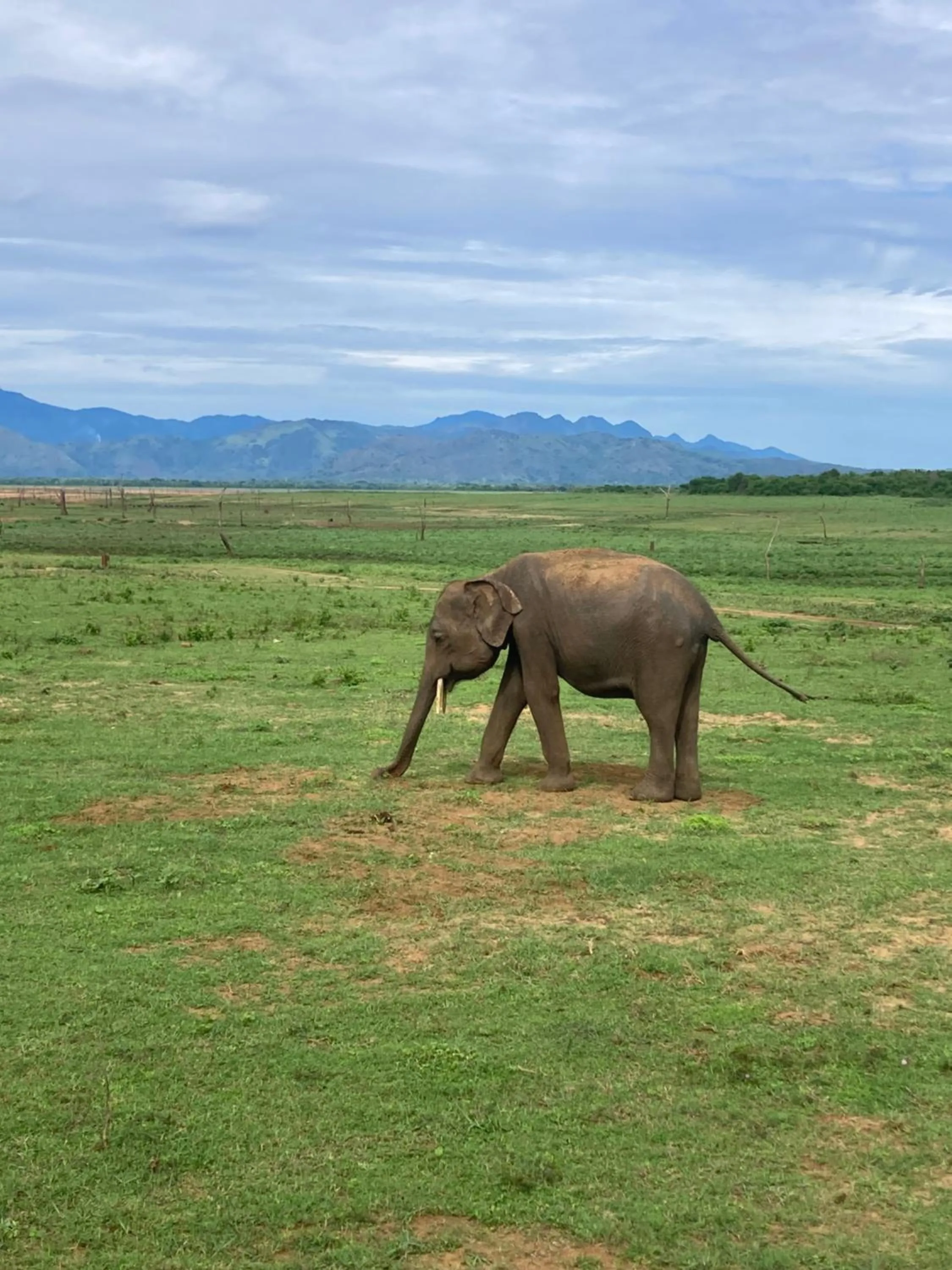 Animals in Amba Kola Udawalawa