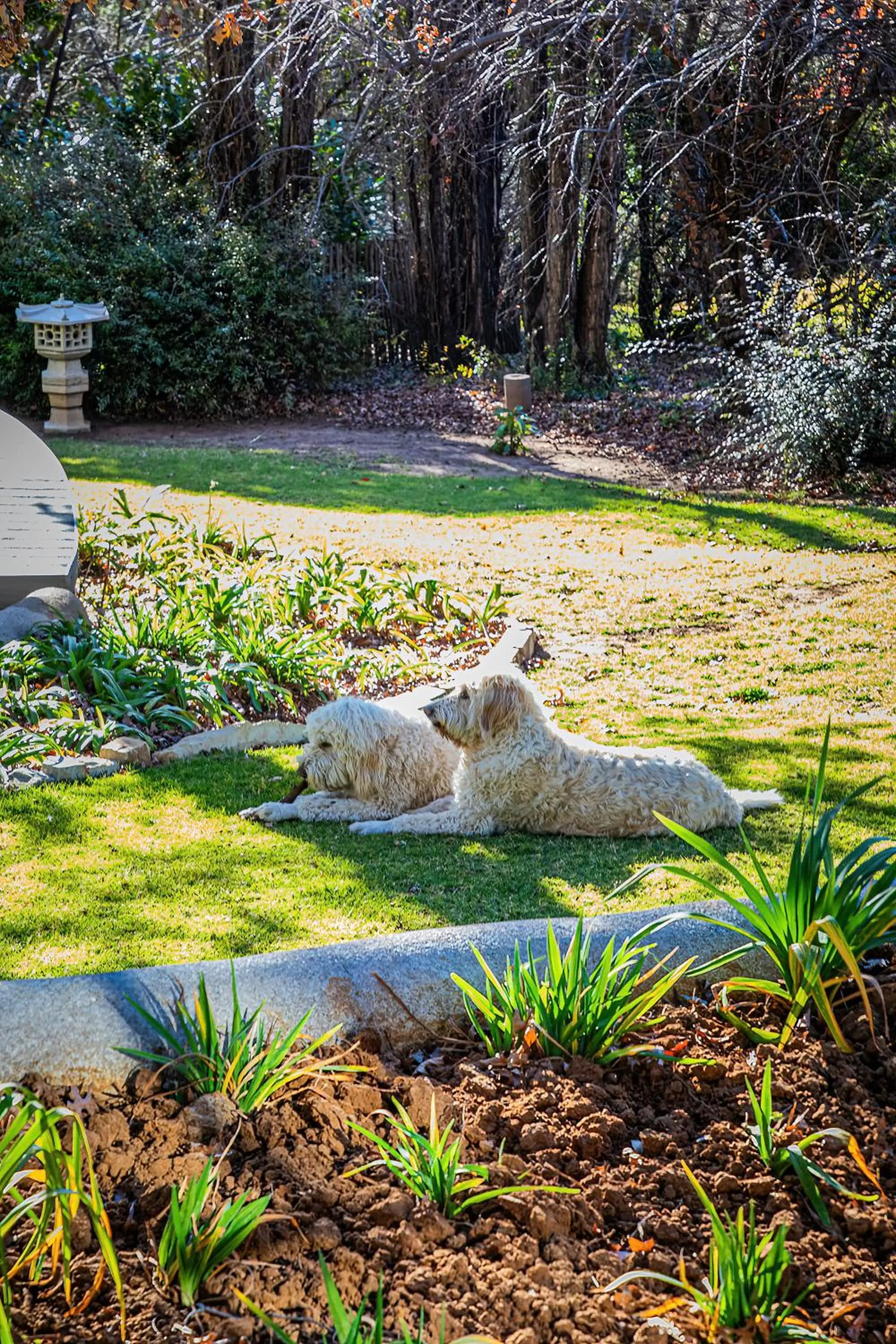 Pets in Titanic View - Place of Peace