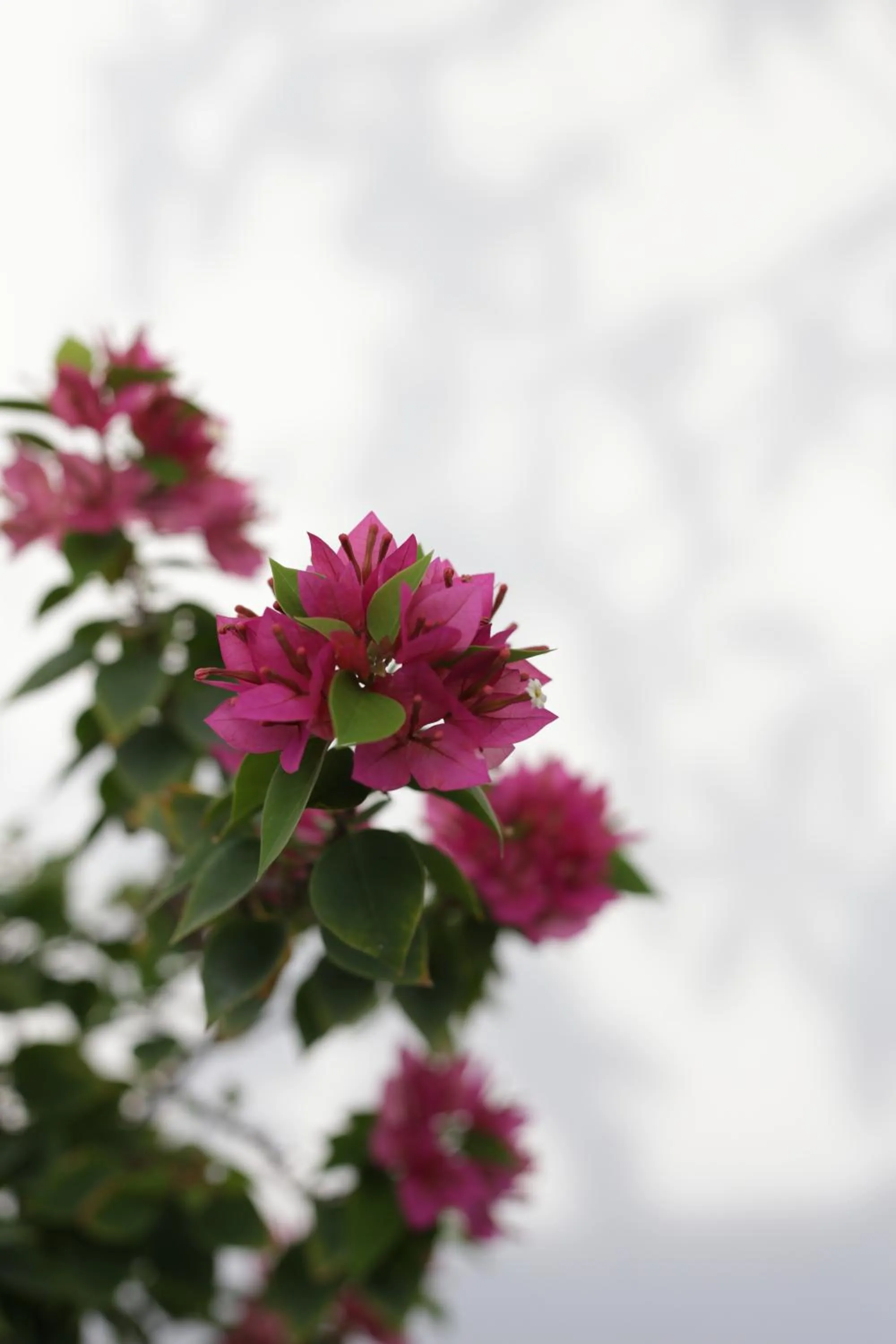 Garden in CERIA HOTEL at Alun Alun Yogyakarta