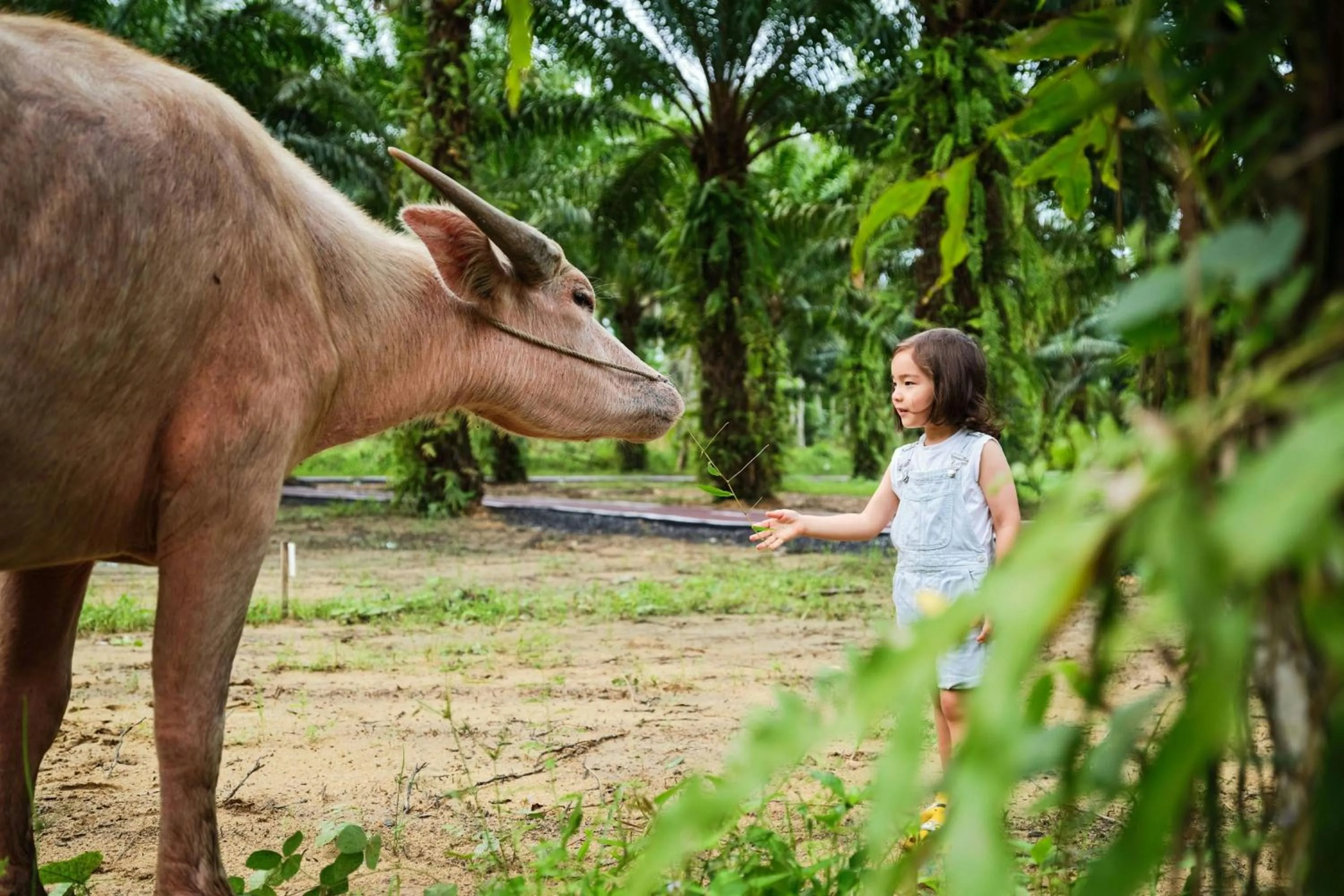Other in Marriott Vacation Club, Khao Lak Beach Resort