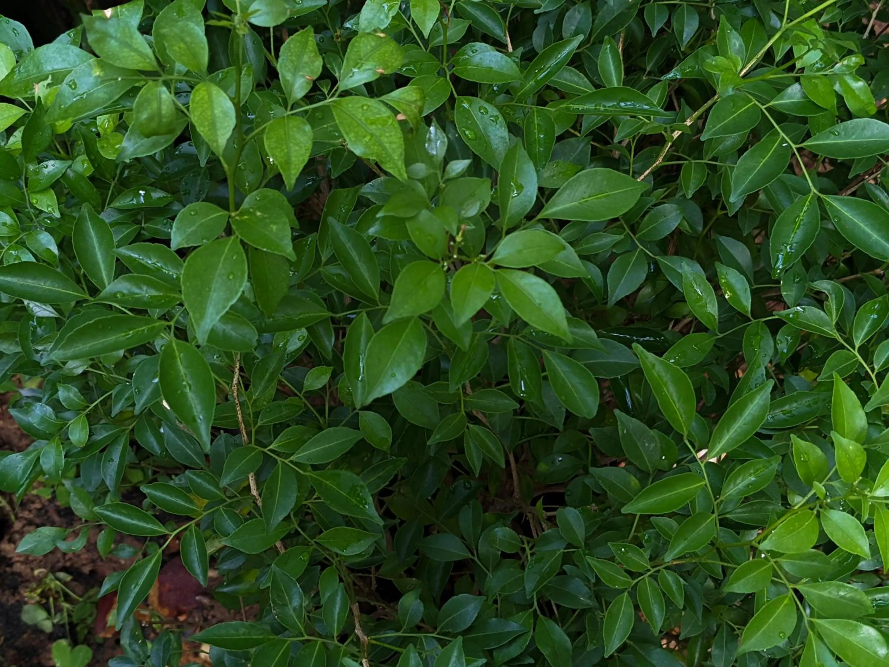 Garden in Metta Homestay Hue