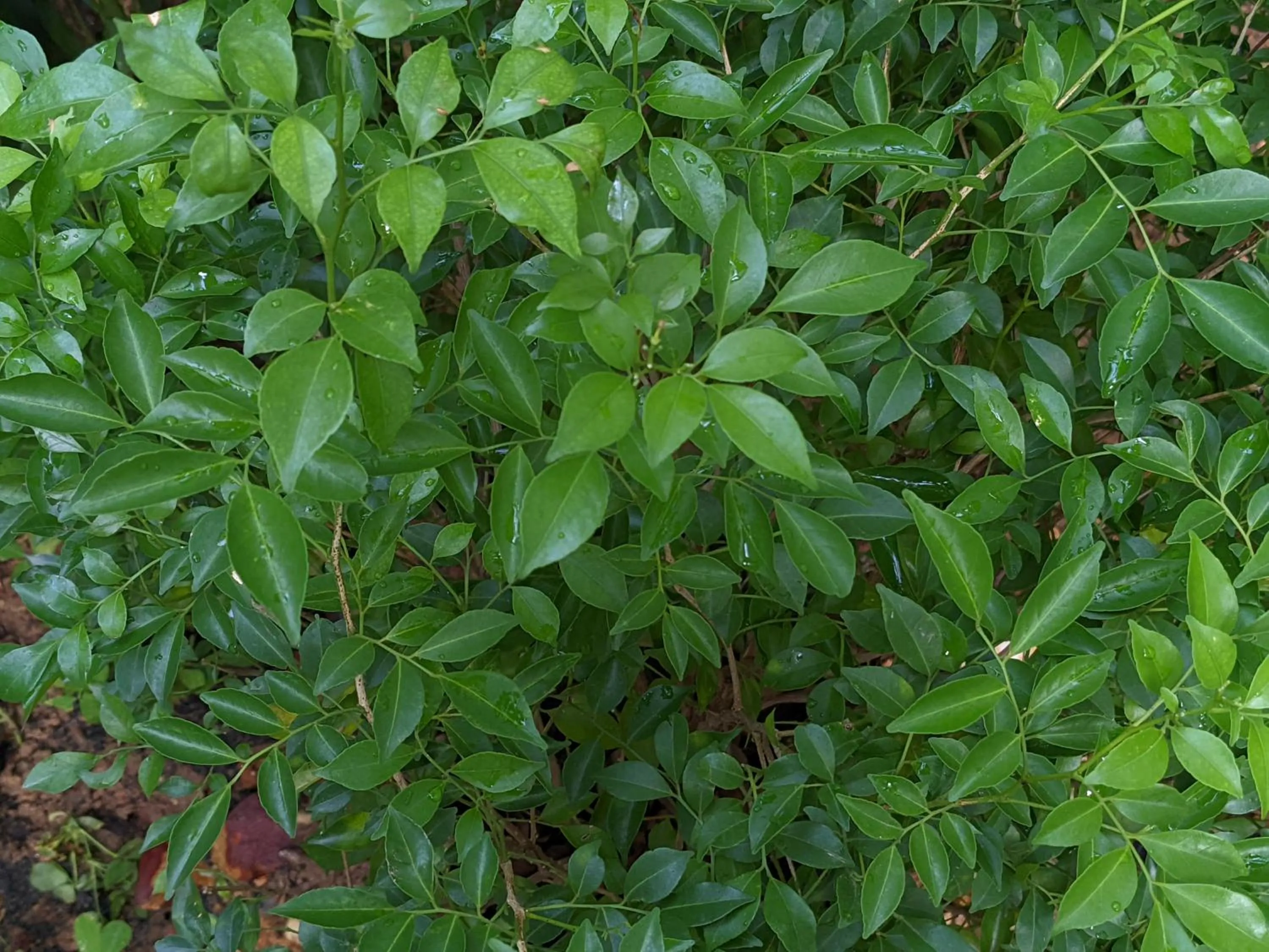 Garden in Metta Homestay Hue