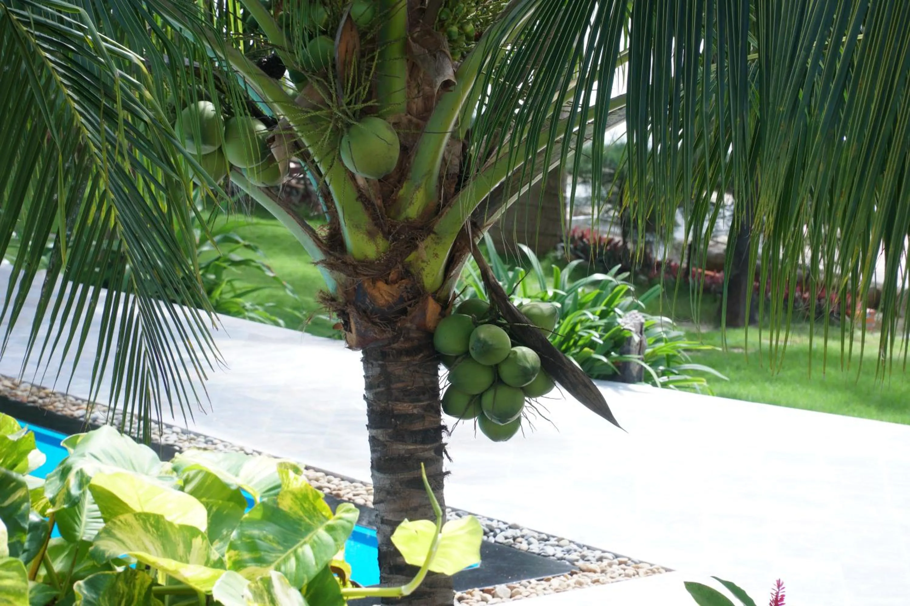 Garden view in Ravenala Muine Resort