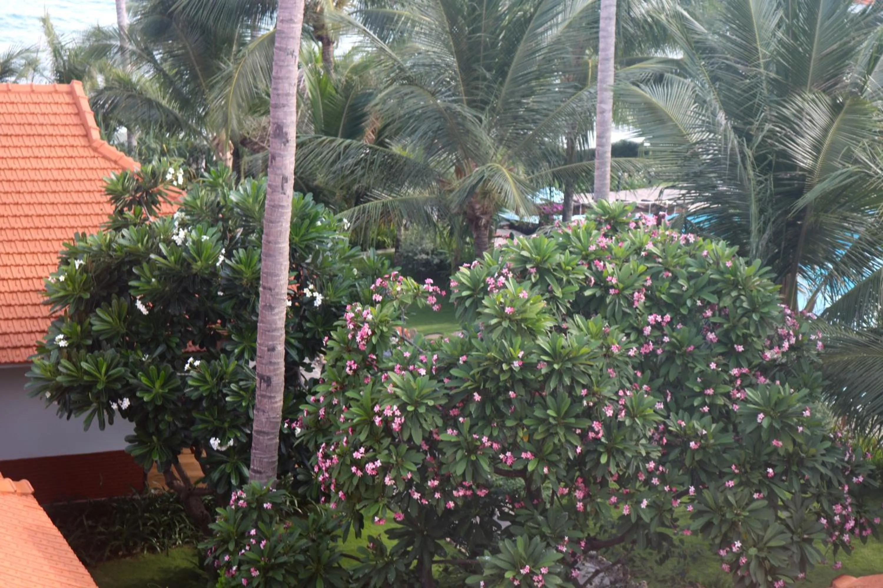 Balcony/Terrace in Ravenala Muine Resort