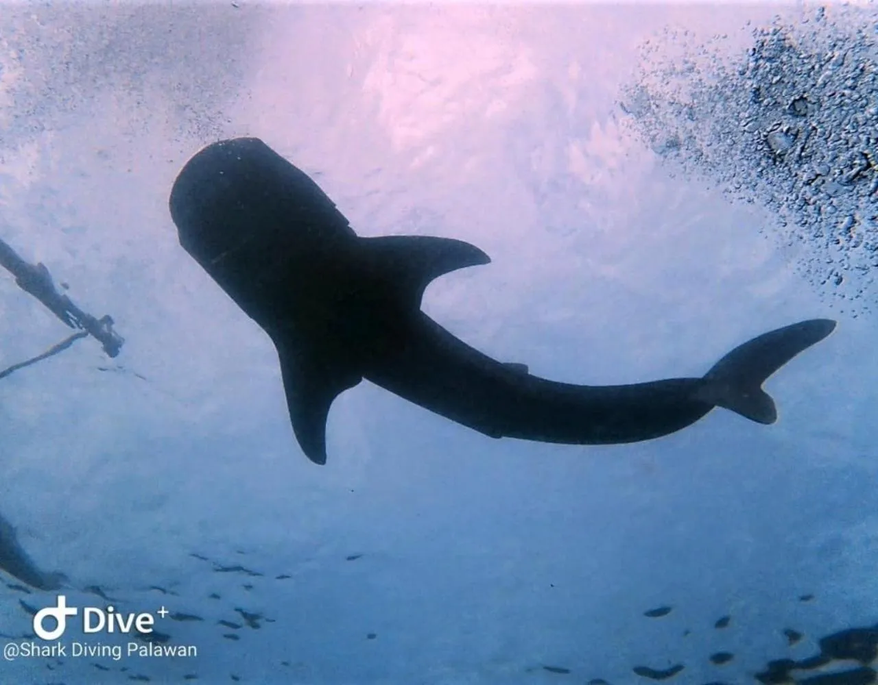 Diving in Carpe Diem Villas & Resort