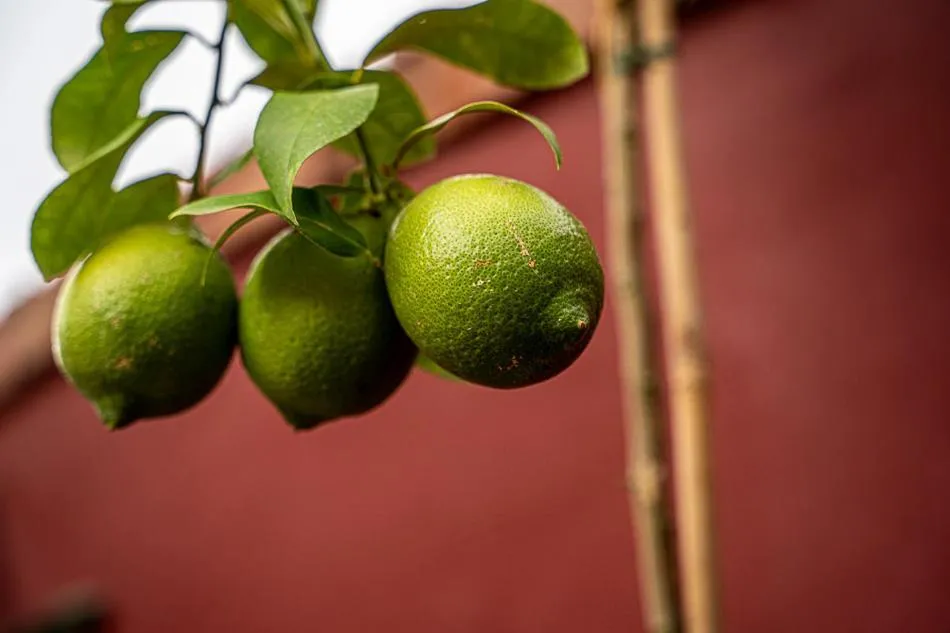 Hotel Ecolife Tenerife