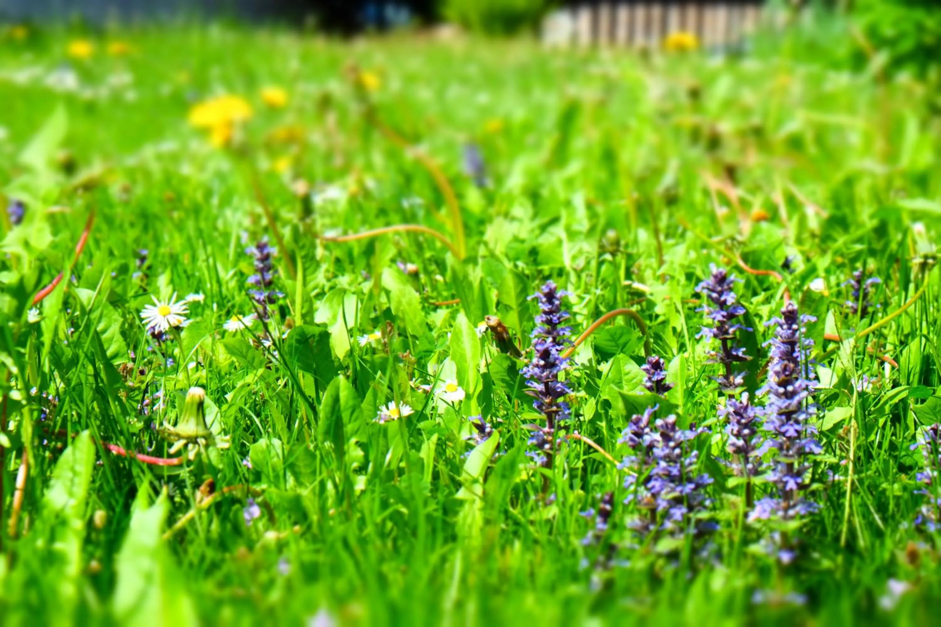 Garden in Hotel Maurerhansl