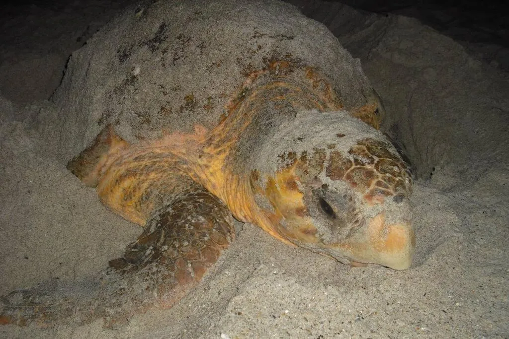 Melbourne Beach Ocean Front house on 1.2 acres