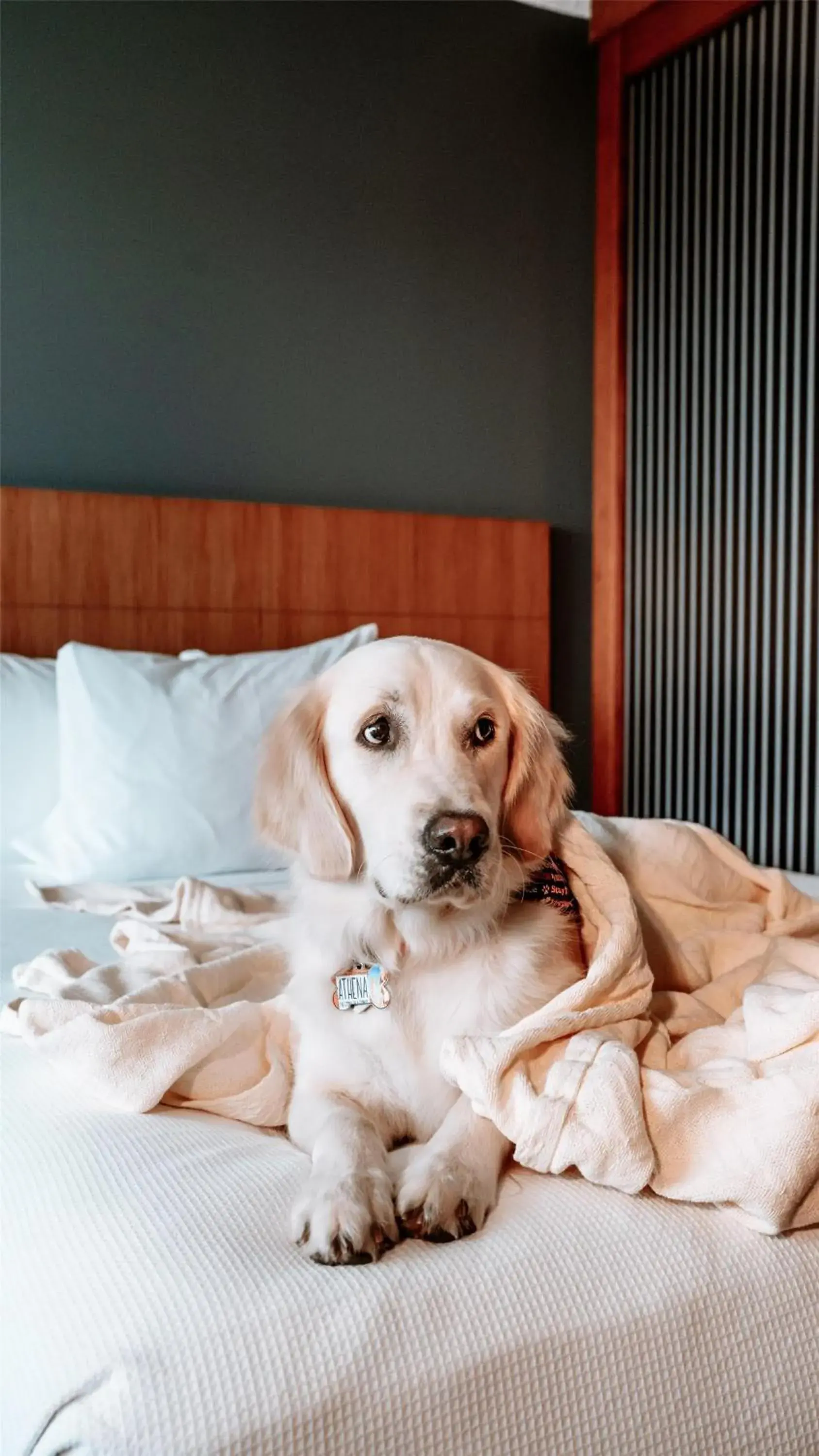 Bedroom in Hyatt Place Manati Bedroom in Hyatt Place Manati
