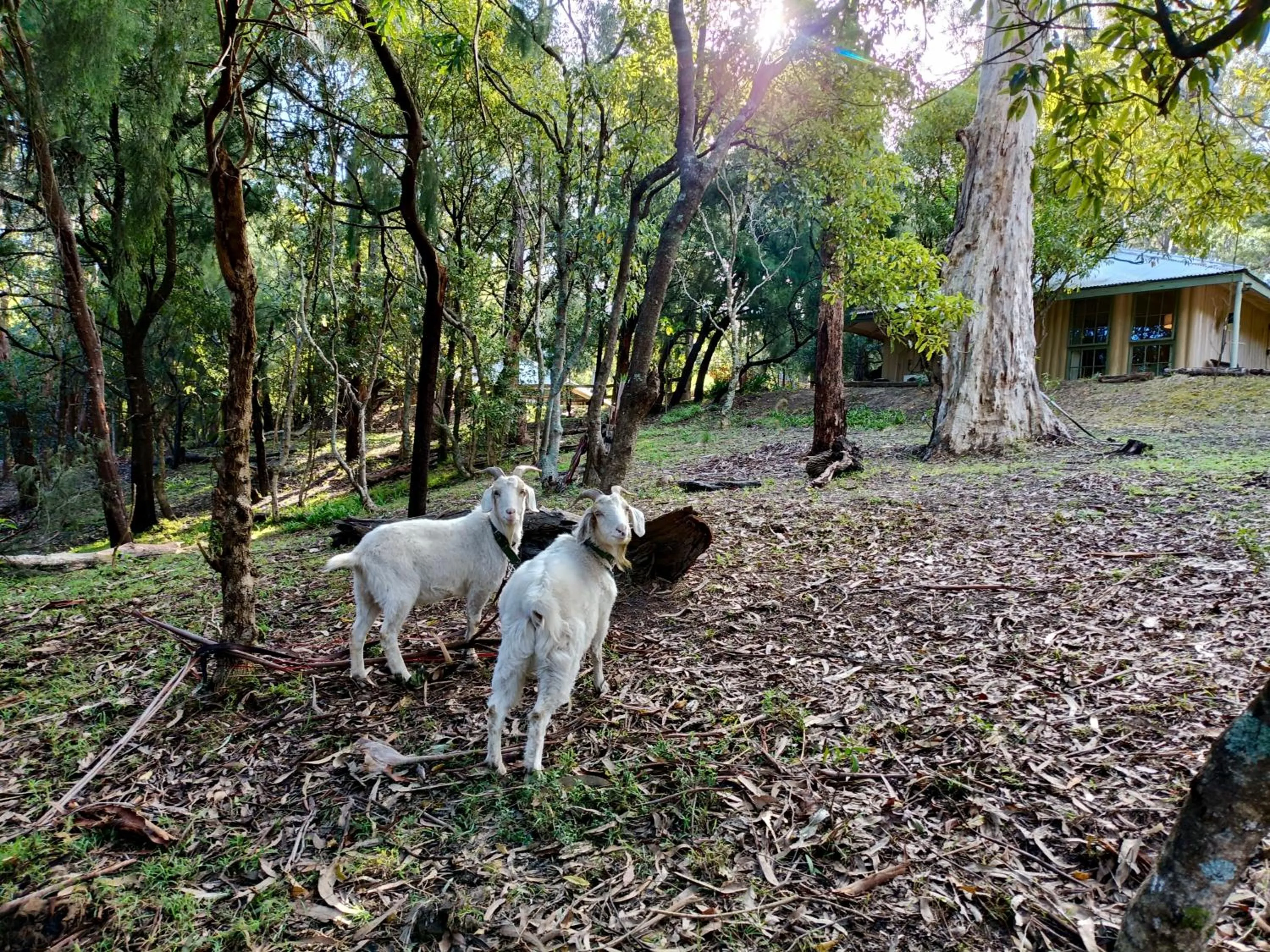 Kalimna Woods Cottages