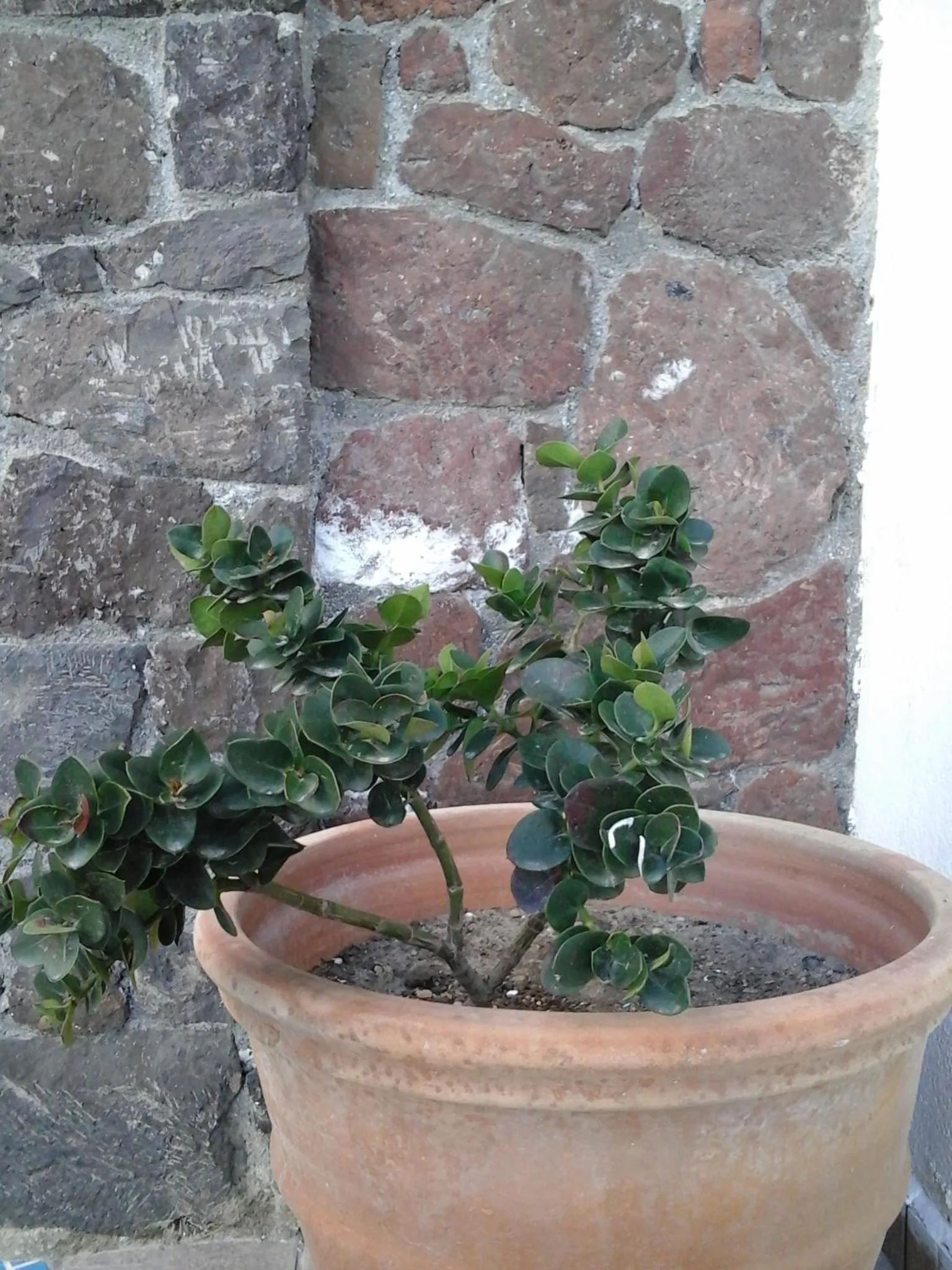 Decorative detail in Grande Murano