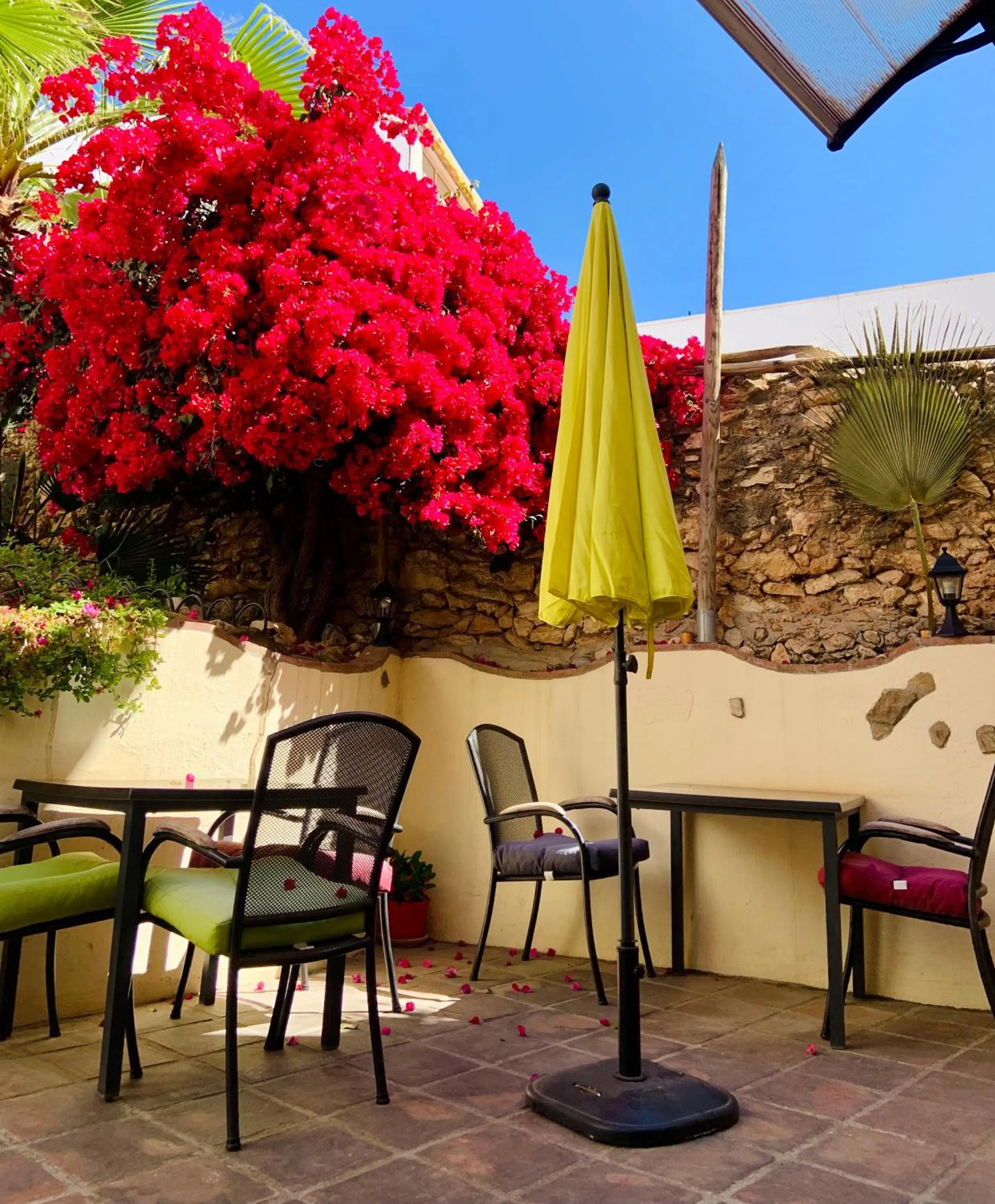 Garden in Boutique Hostal Lorca