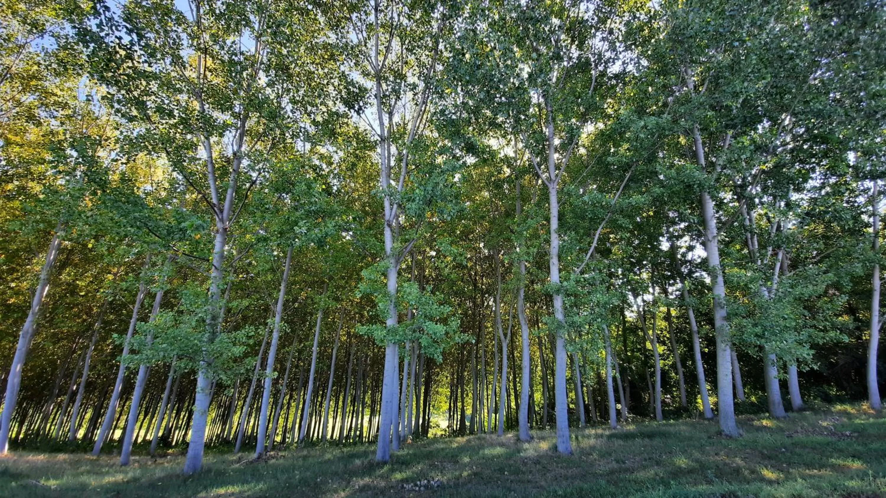 Natural landscape in B&B Ai Tre Cavalli