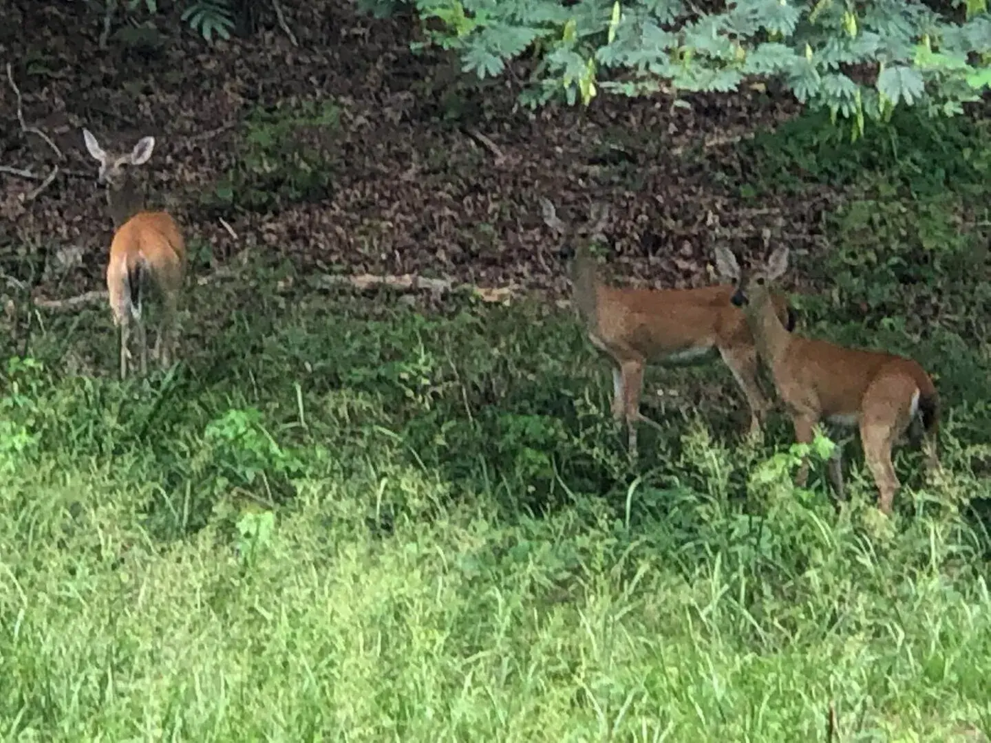 Mountain view in Starlight Haven Hot Springs Mountain view in Starlight Haven Hot Springs