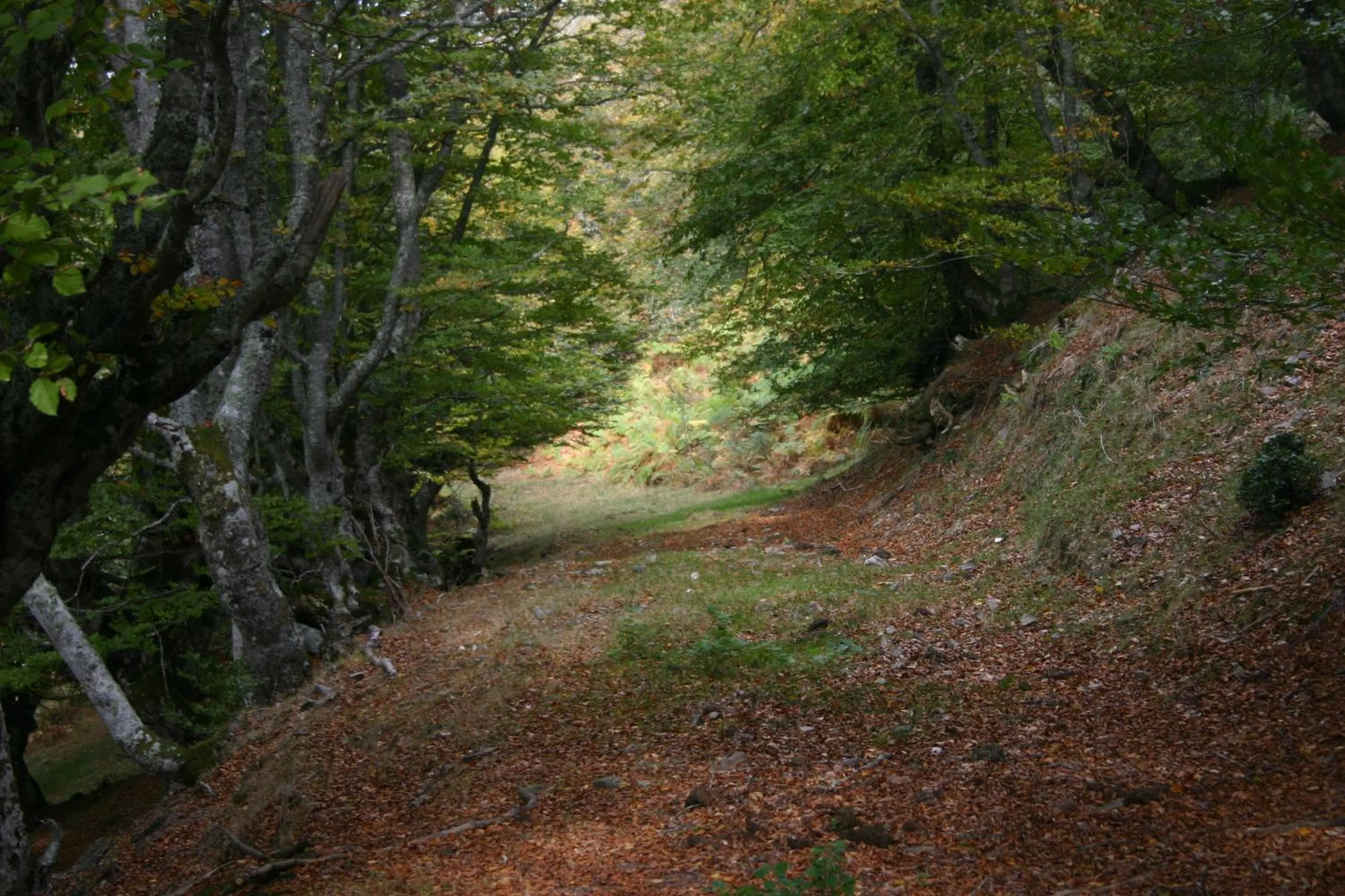 Natural landscape in Apartamentos Javier