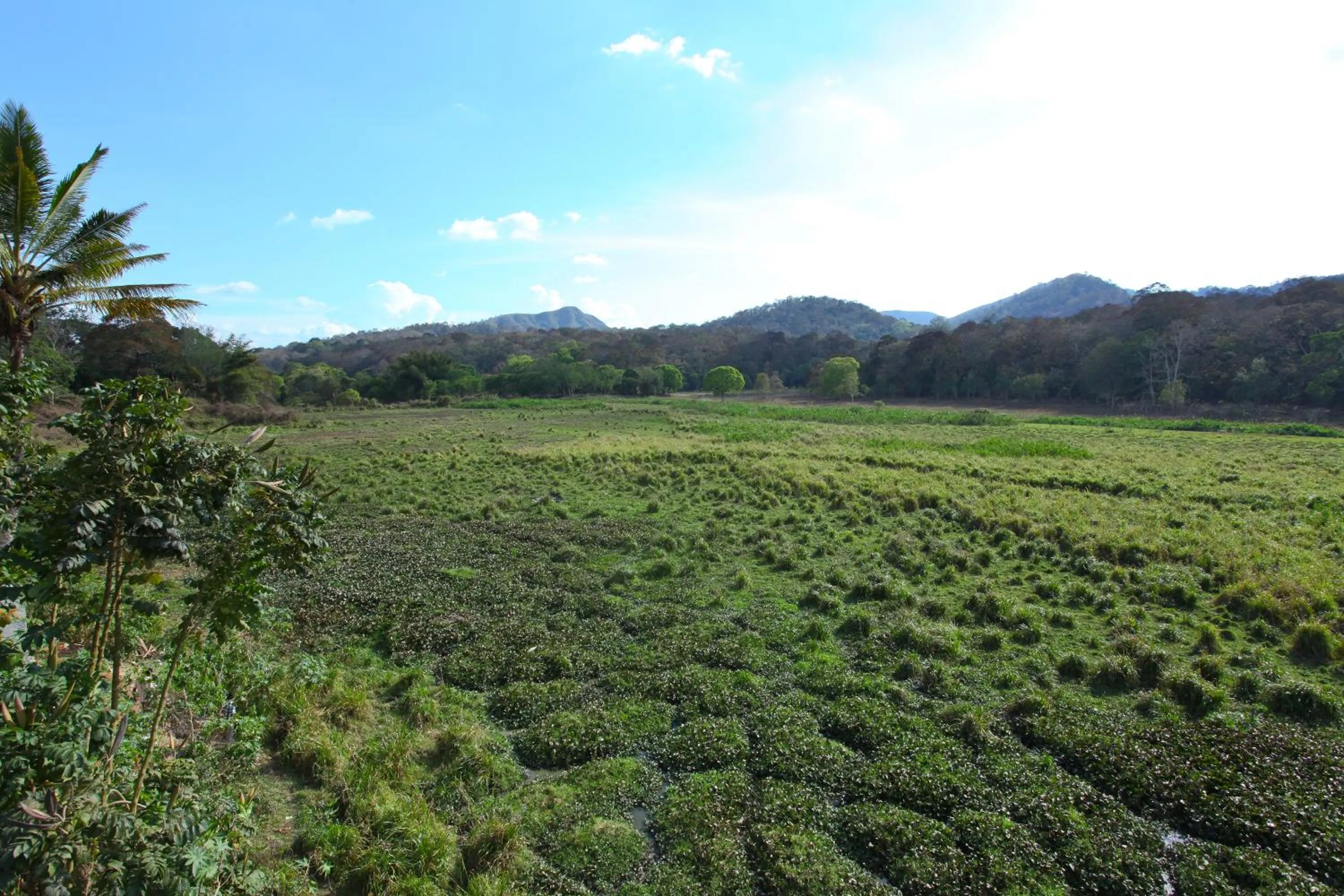 Hotel Tigers Roare Thekkady