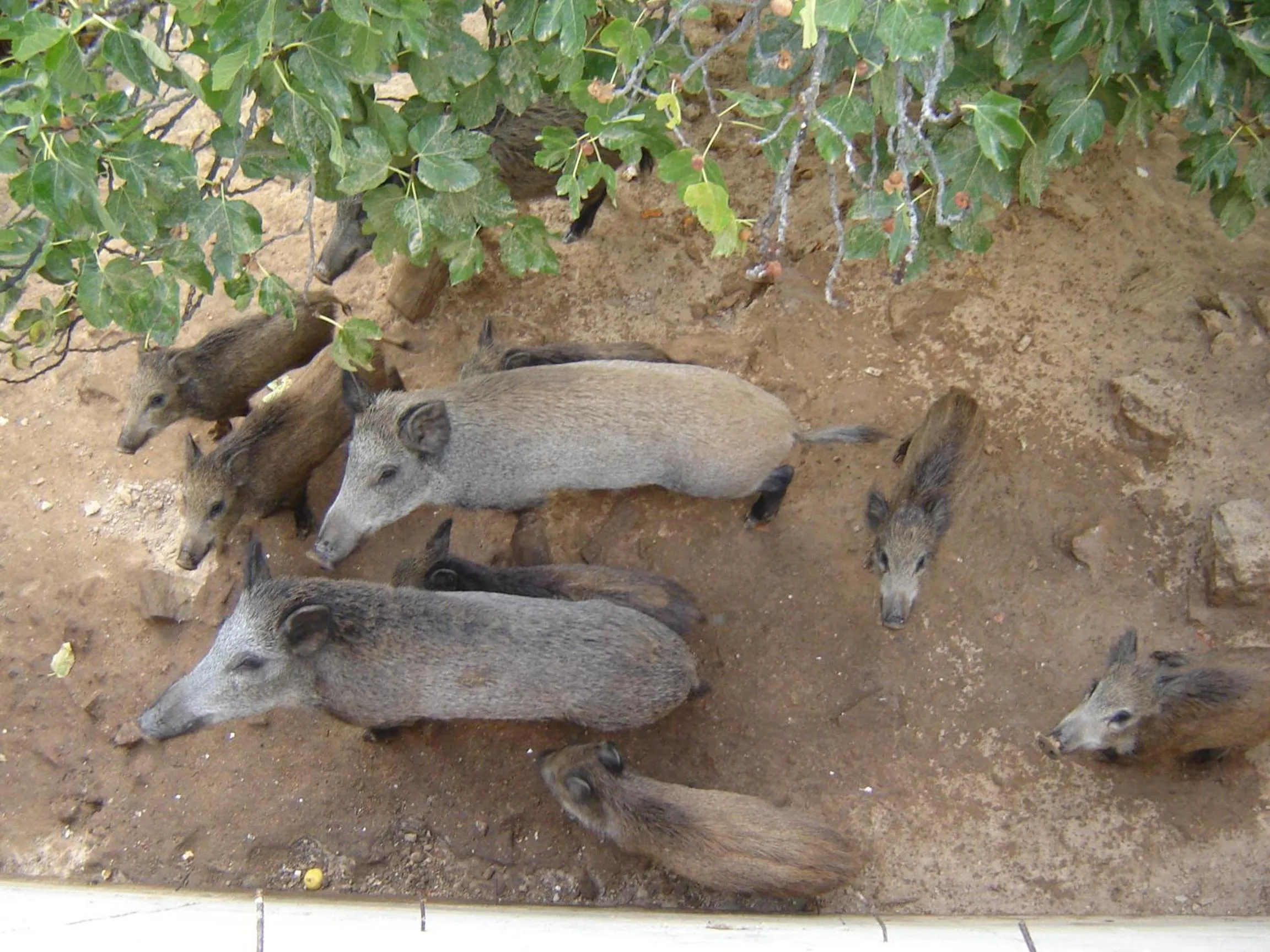 Facade/entrance in Hotel Humaina