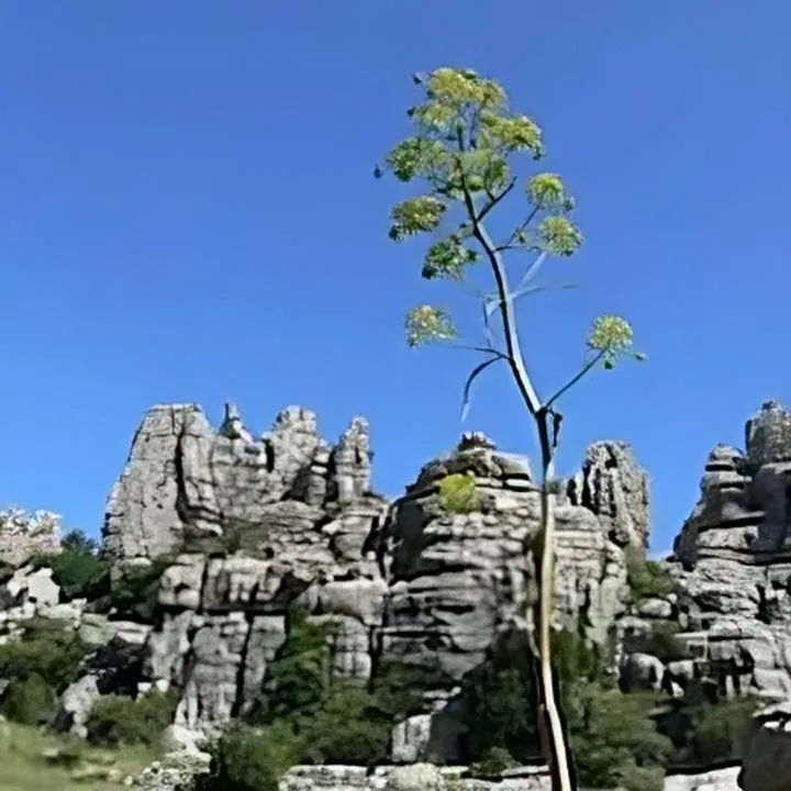 Hostal Colon Antequera