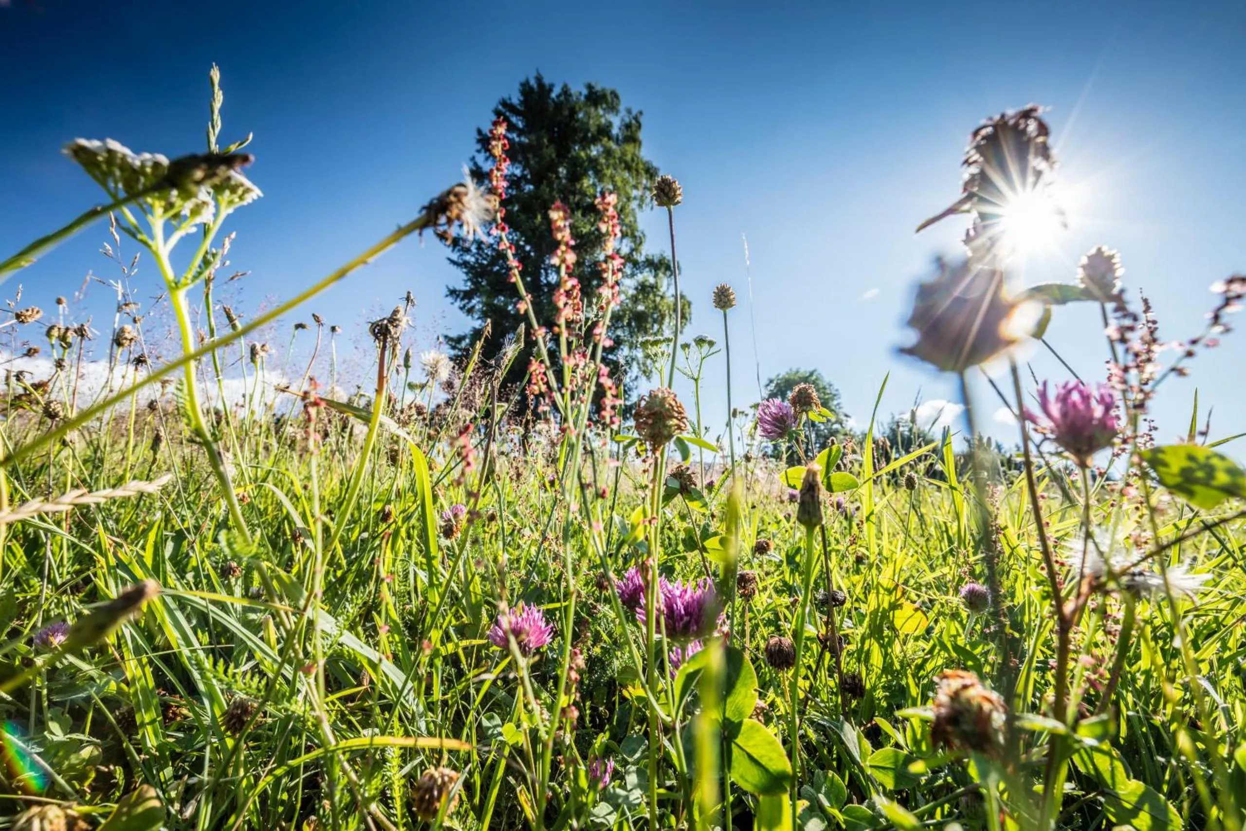Ferienhotel Schwarzwälder Hof