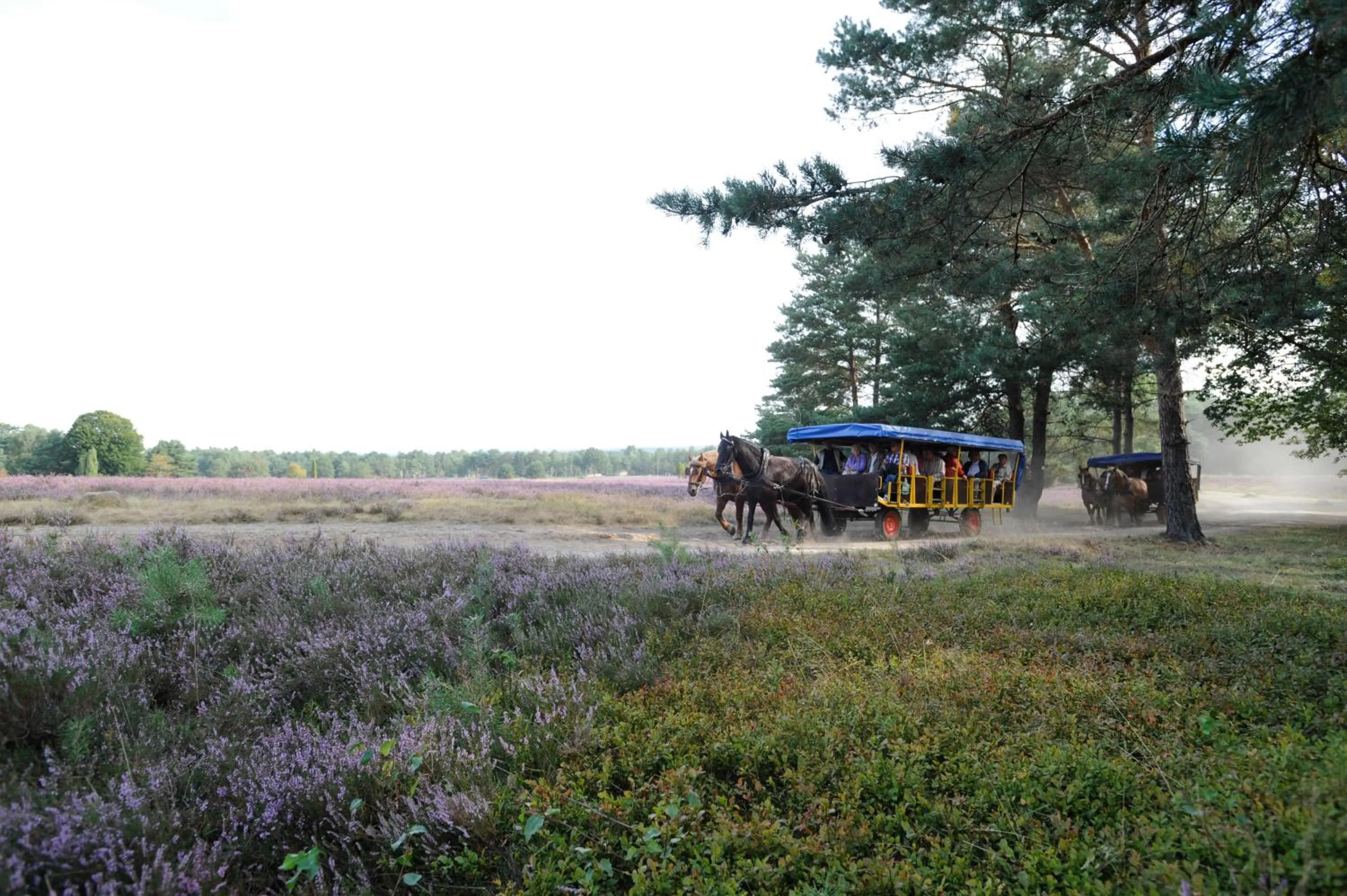 Natural landscape in Eurostrand Resort Lüneburger Heide