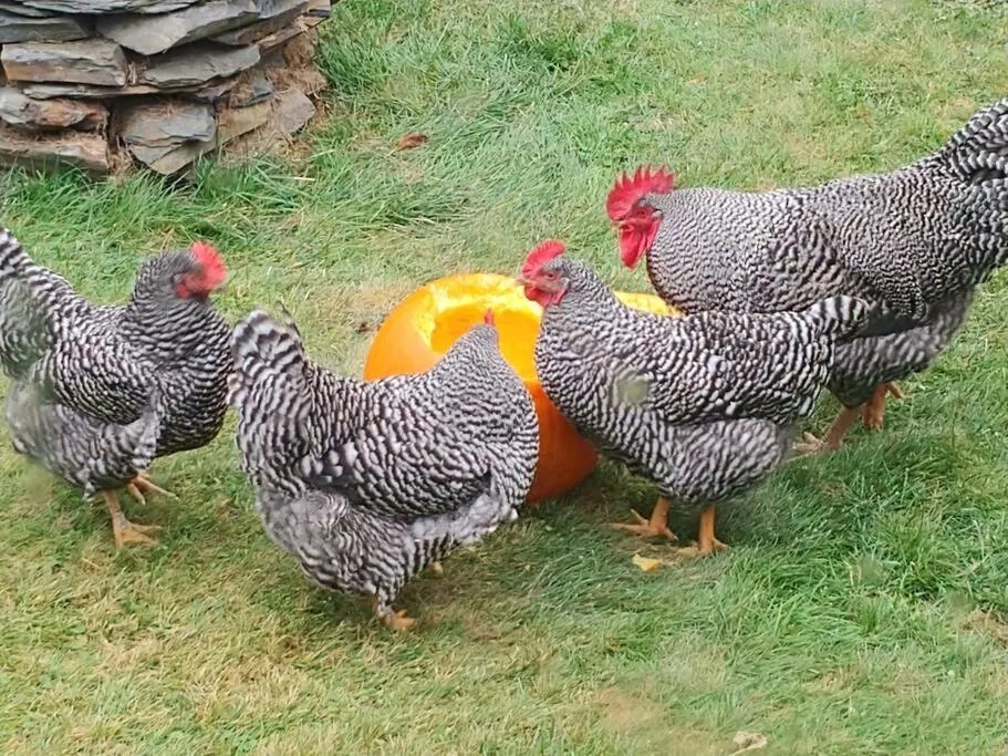 Animals in Spacious country retreat close to town and nature, Sylvana Farm VT