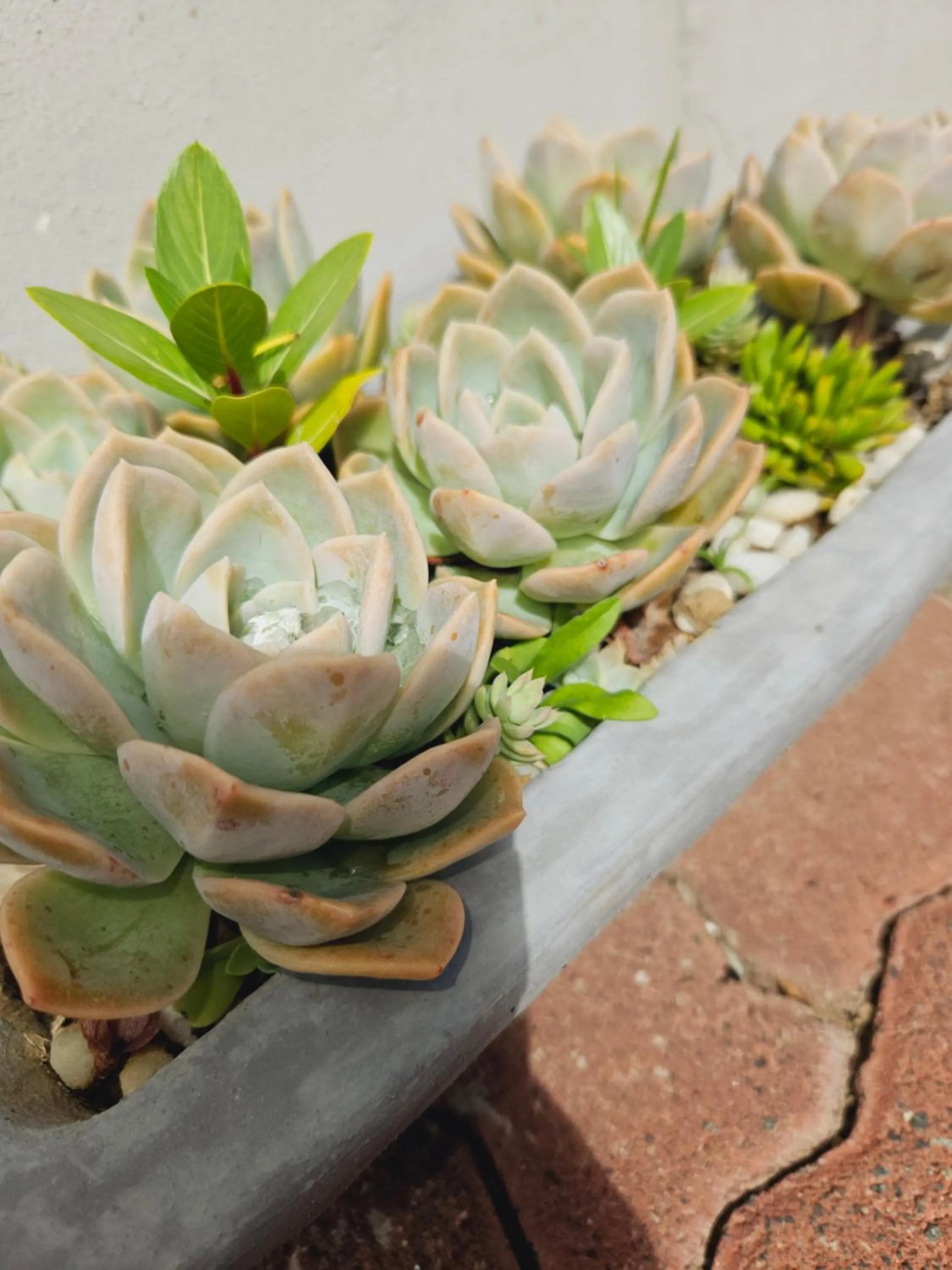 Garden in Three Stones Executive Apartments