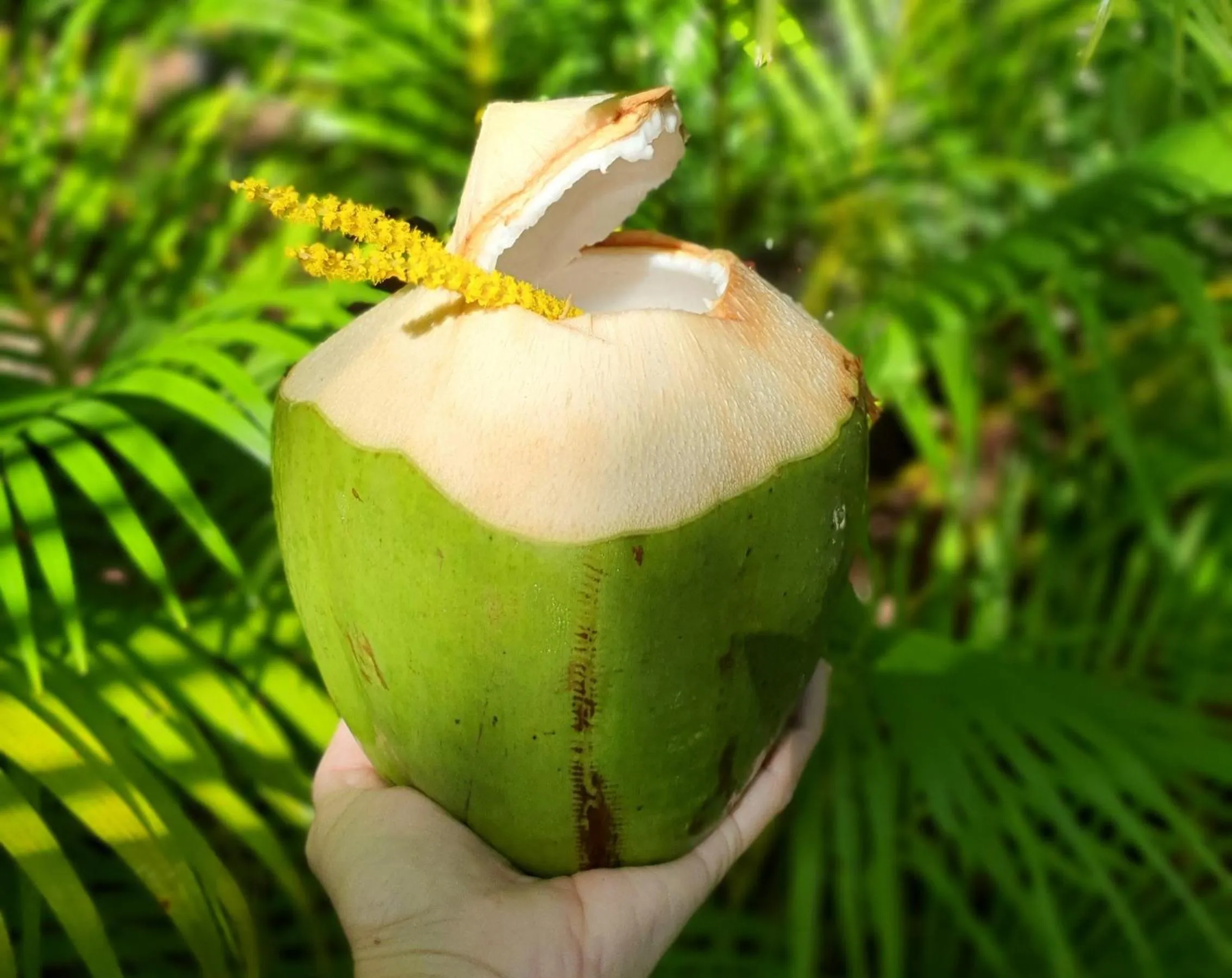 Warakorn Baansuan Amphawa