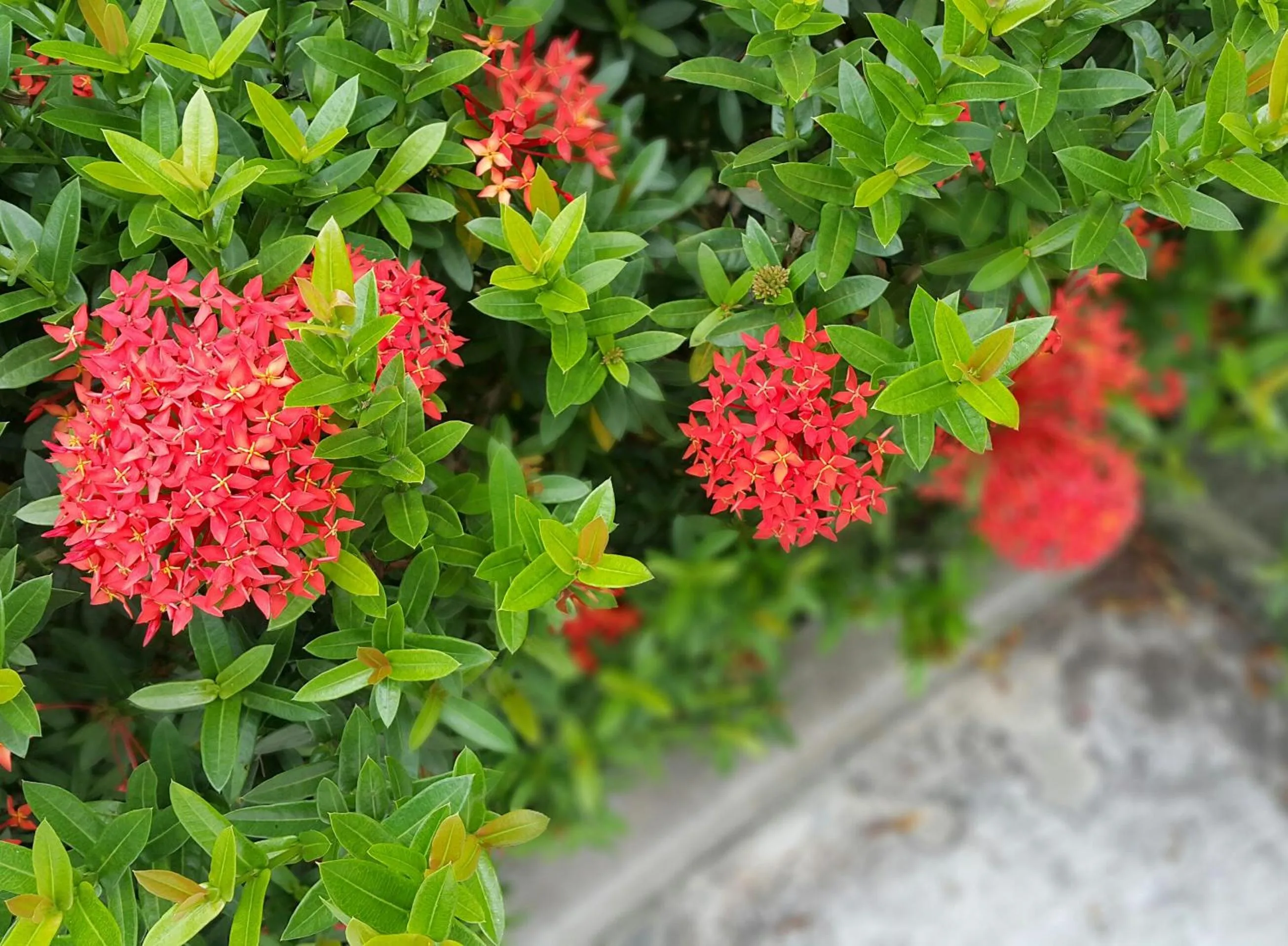 Warakorn Baansuan Amphawa