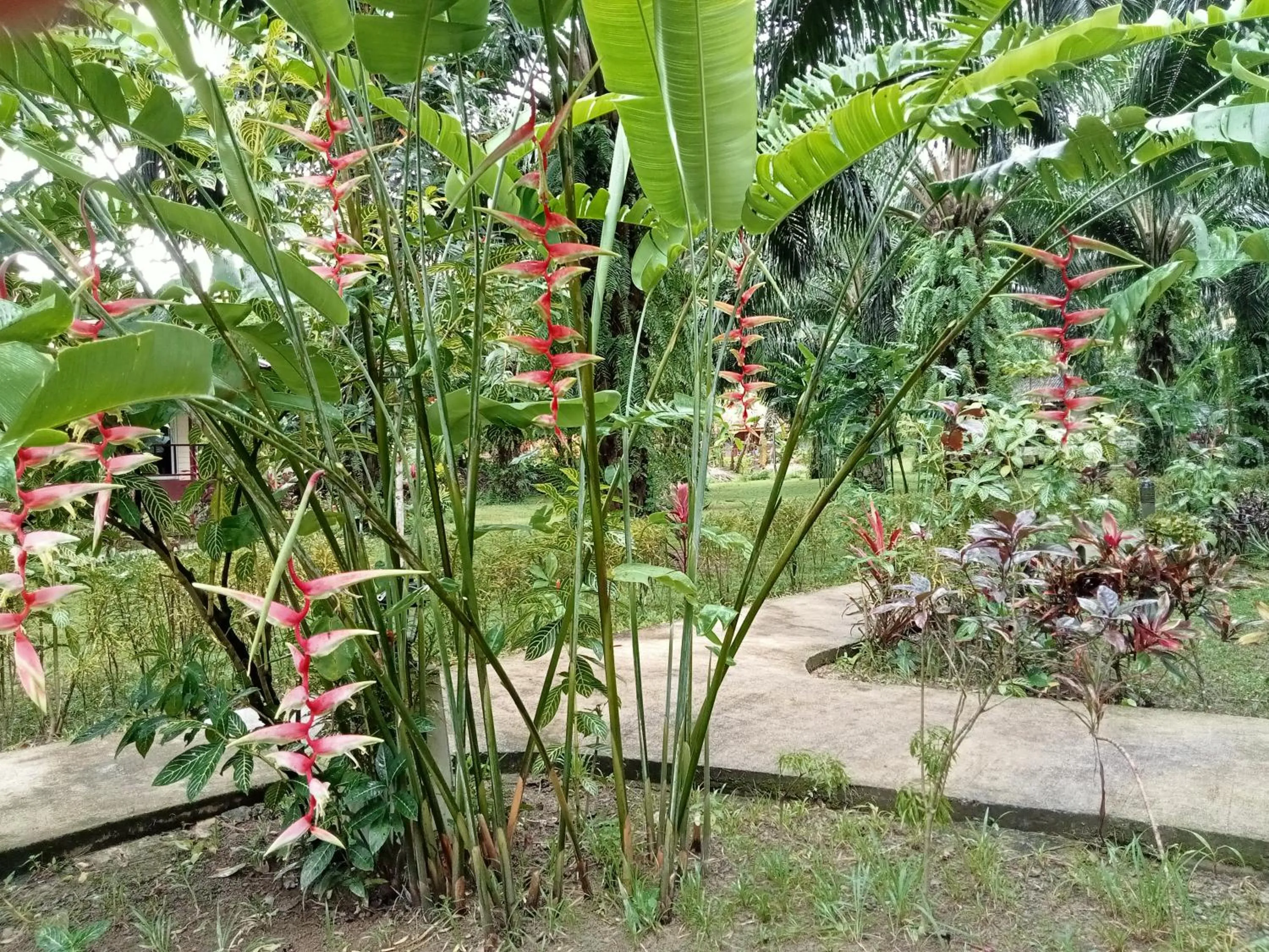 Khao Sok Palm Garden Resort