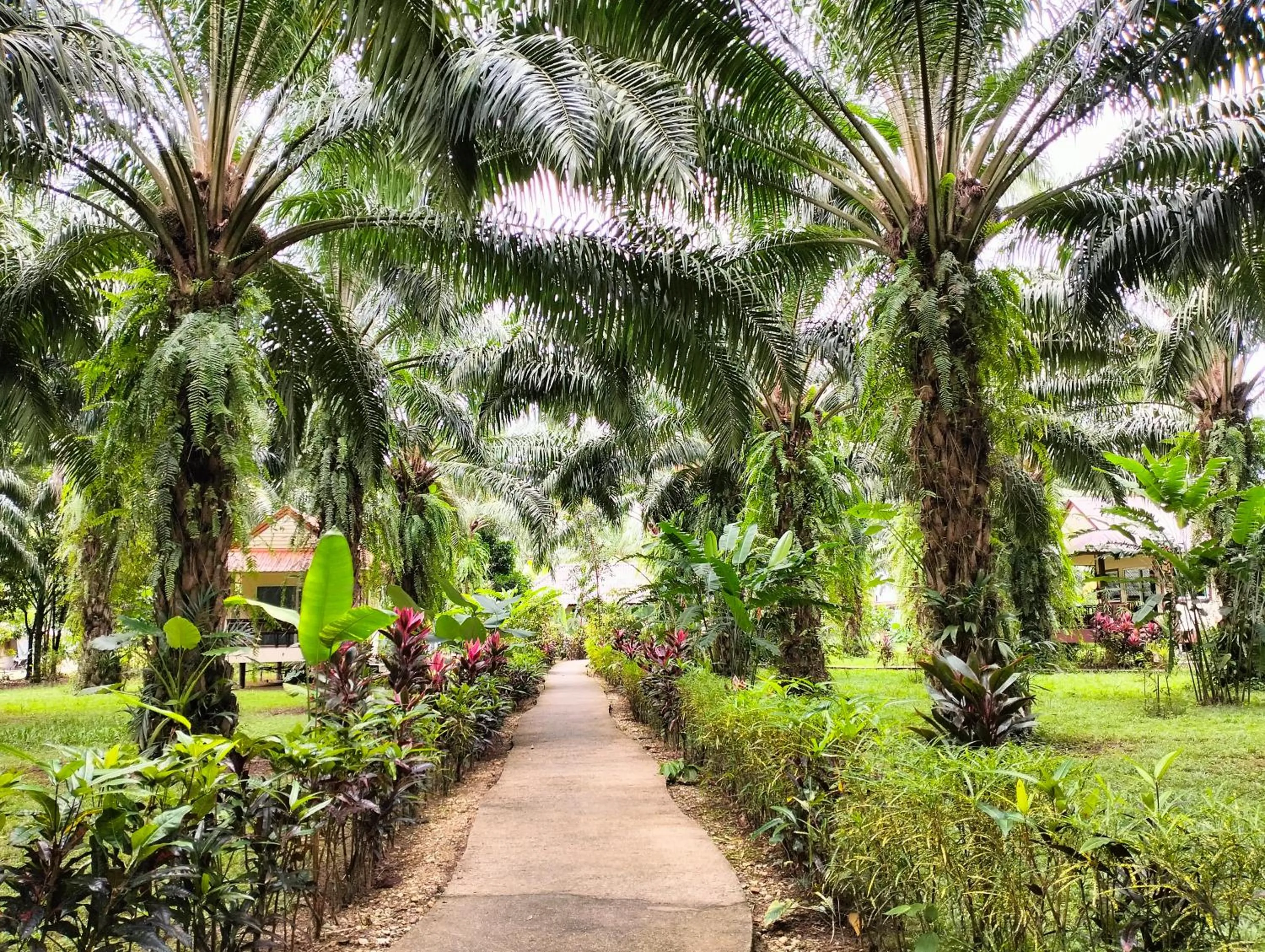 Khao Sok Palm Garden Resort