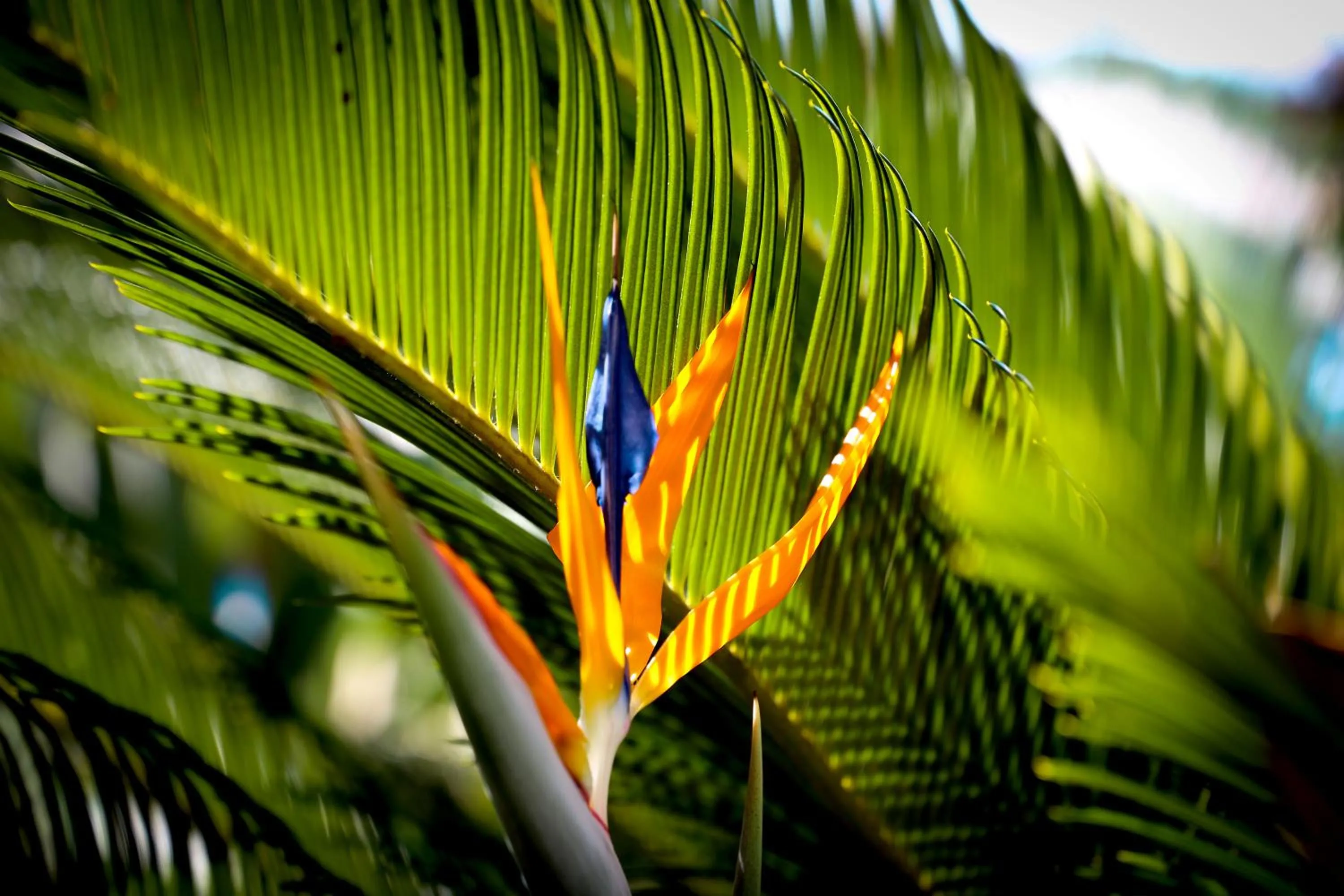 Natural landscape in Juquehy Praia Hotel