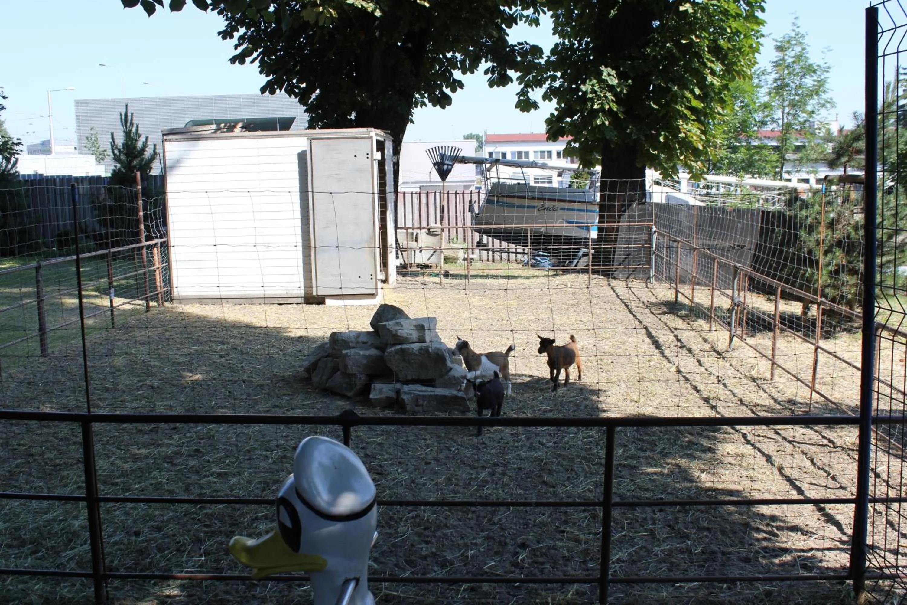 Garden in Hotel Corrado