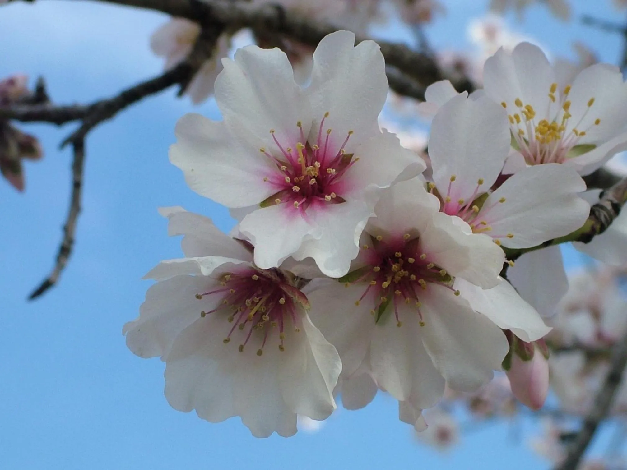 Natural landscape in Monnàber Vell