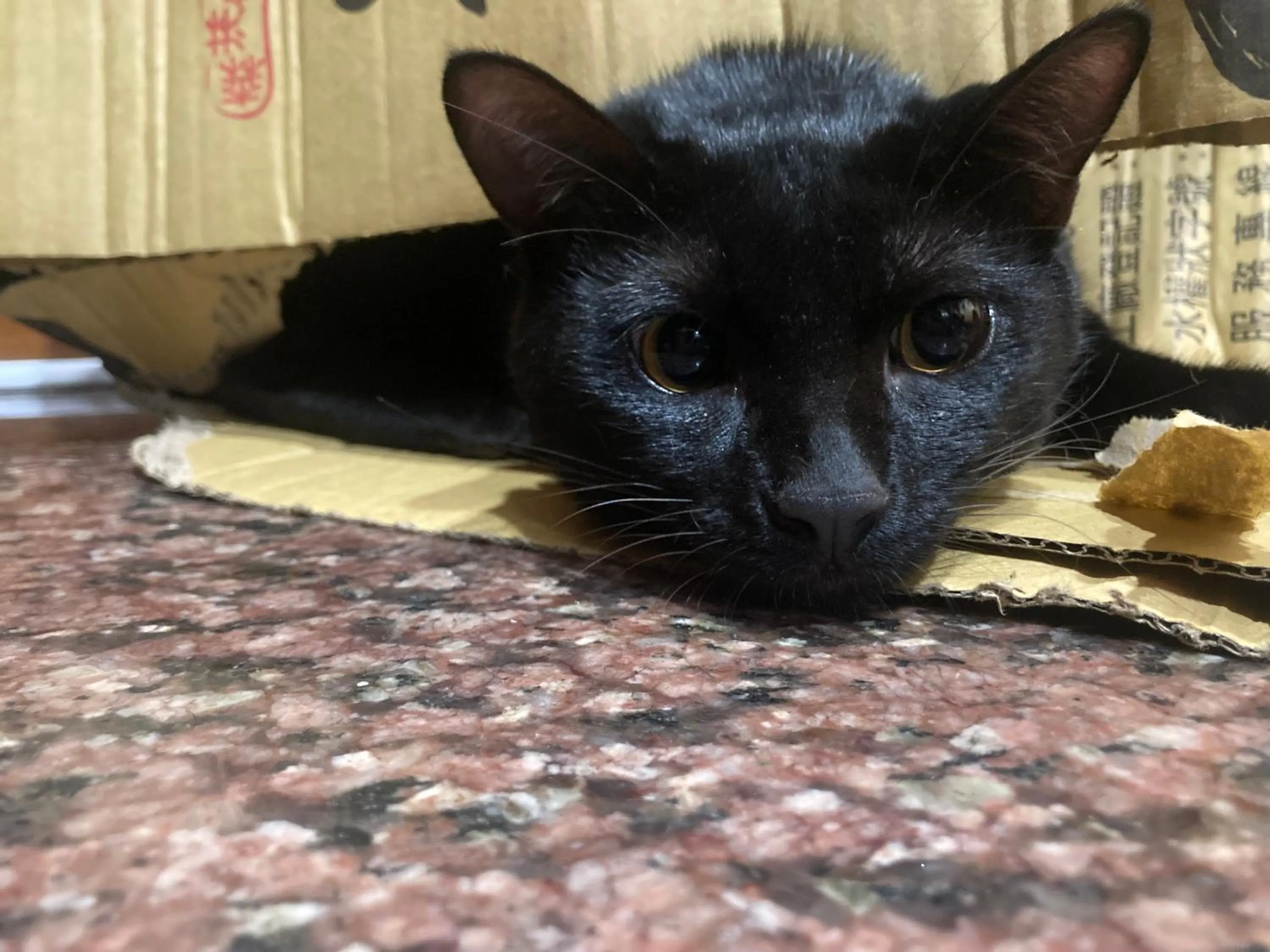 Pets in 墾丁大街Kenting Night Market-福賓別館 Fu Bin Inn免費停車