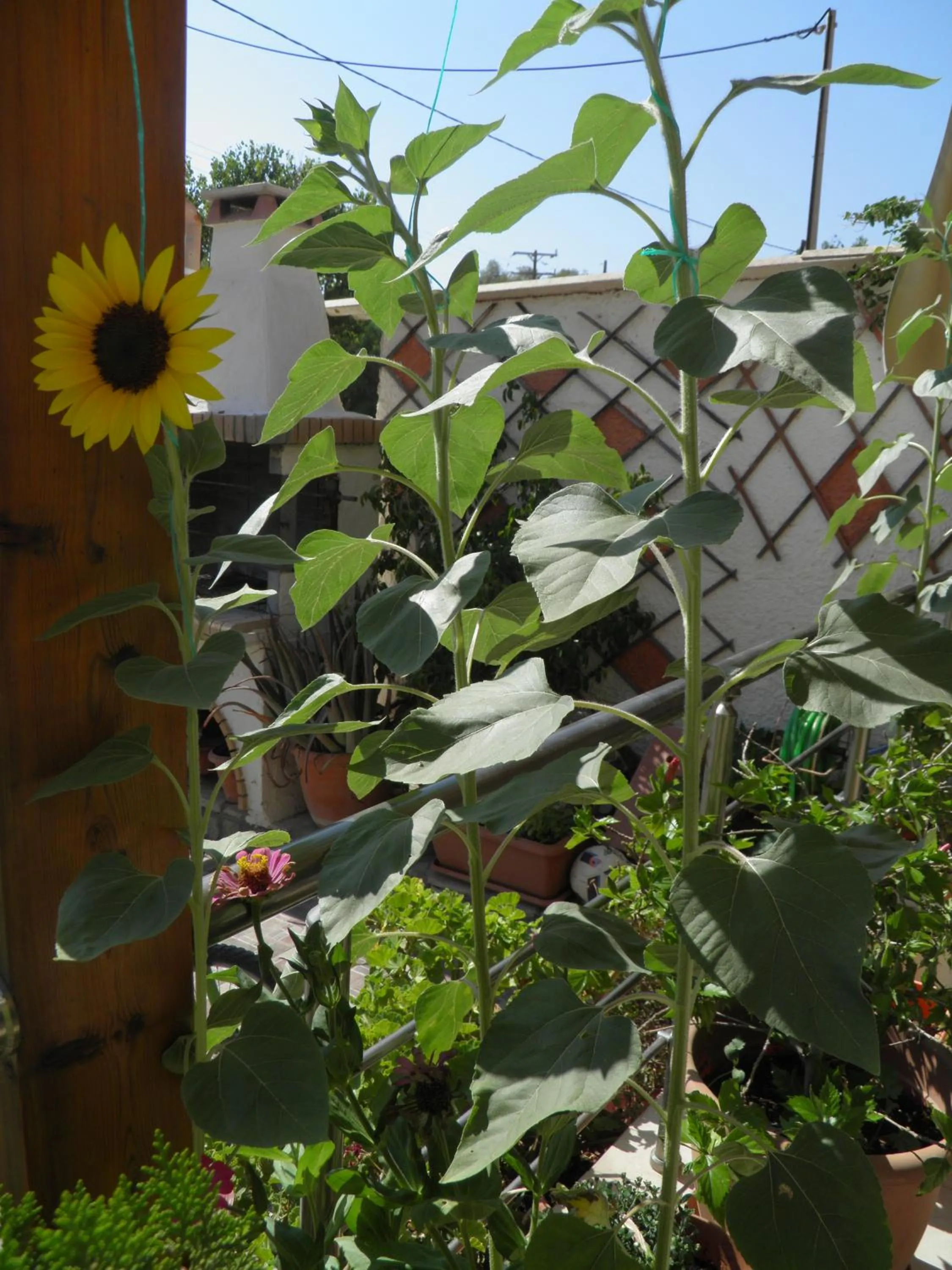 Balcony/Terrace in Galaxias Studios
