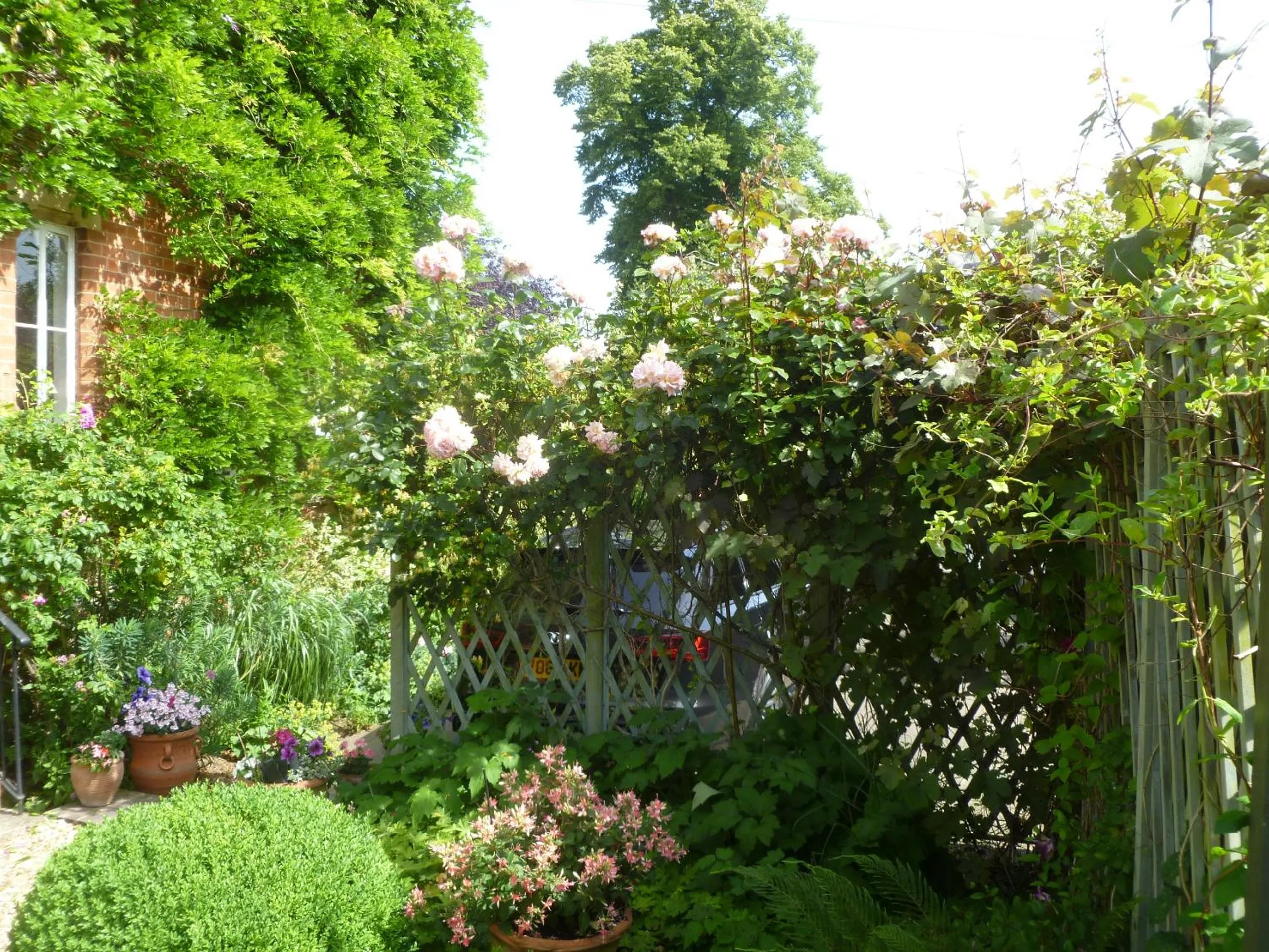 Garden in Laurel House