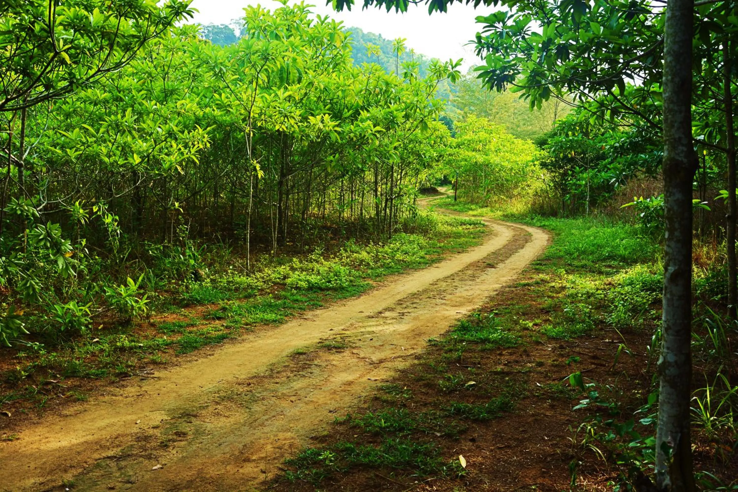 Paradise Lost Bungalows